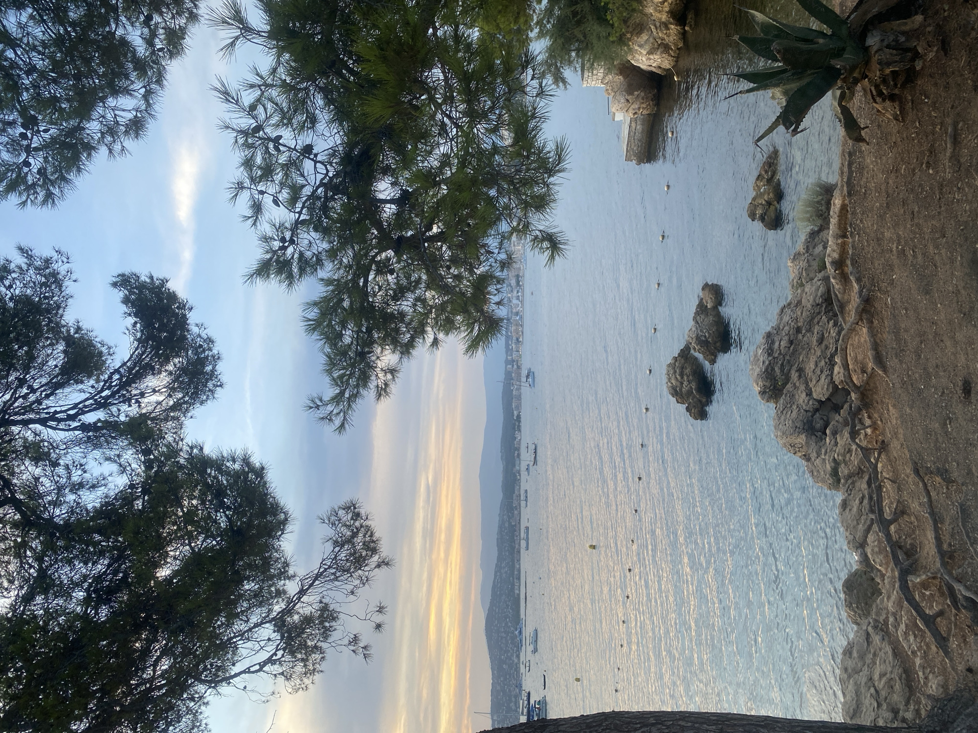 The image depicts a tranquil bay scene with numerous boats anchored offshore. The water is calm, reflecting the soft hues of a cloudy sunset. The foreground is dominated by rugged, rocky terrain with exposed tree roots and a large agave plant. Pine trees frame the scene from the top and right, their branches reaching towards the sky. In the distance, a coastline dotted with buildings stretches across the horizon, silhouetted against the colorful sky. The overall impression is one of a serene coastal landscape, likely in the Mediterranean, possibly near Antibes, France, given the typical vegetation and the presence of a sheltered bay suitable for anchoring boats. No people are visible in the image.