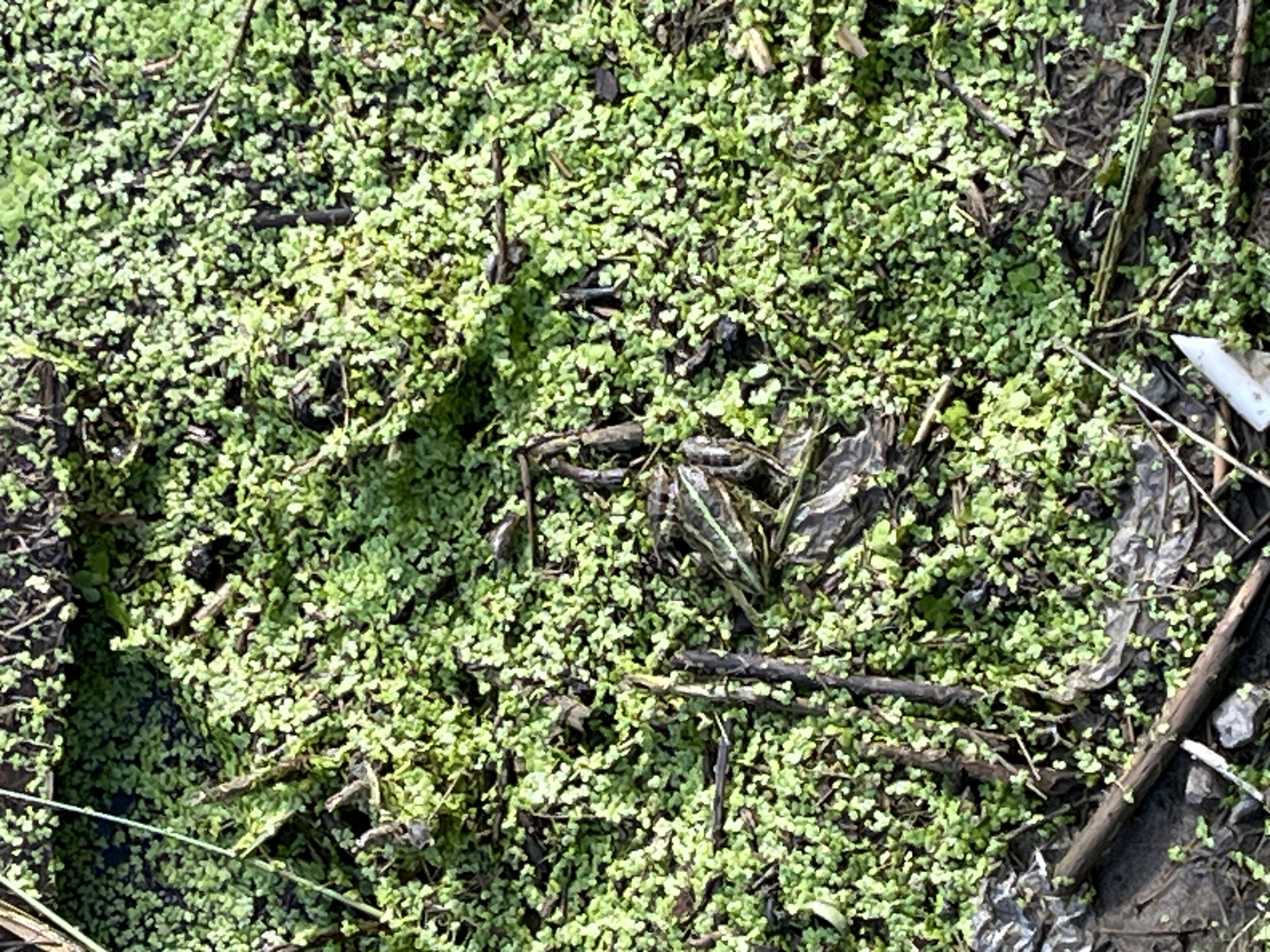 A frog is camouflaged on a patch of bright green duckweed and mud, with some twigs and debris scattered around it. The location is the city of Krasnyye Barrikady, Russia. The frog is brown and green with dark stripes.