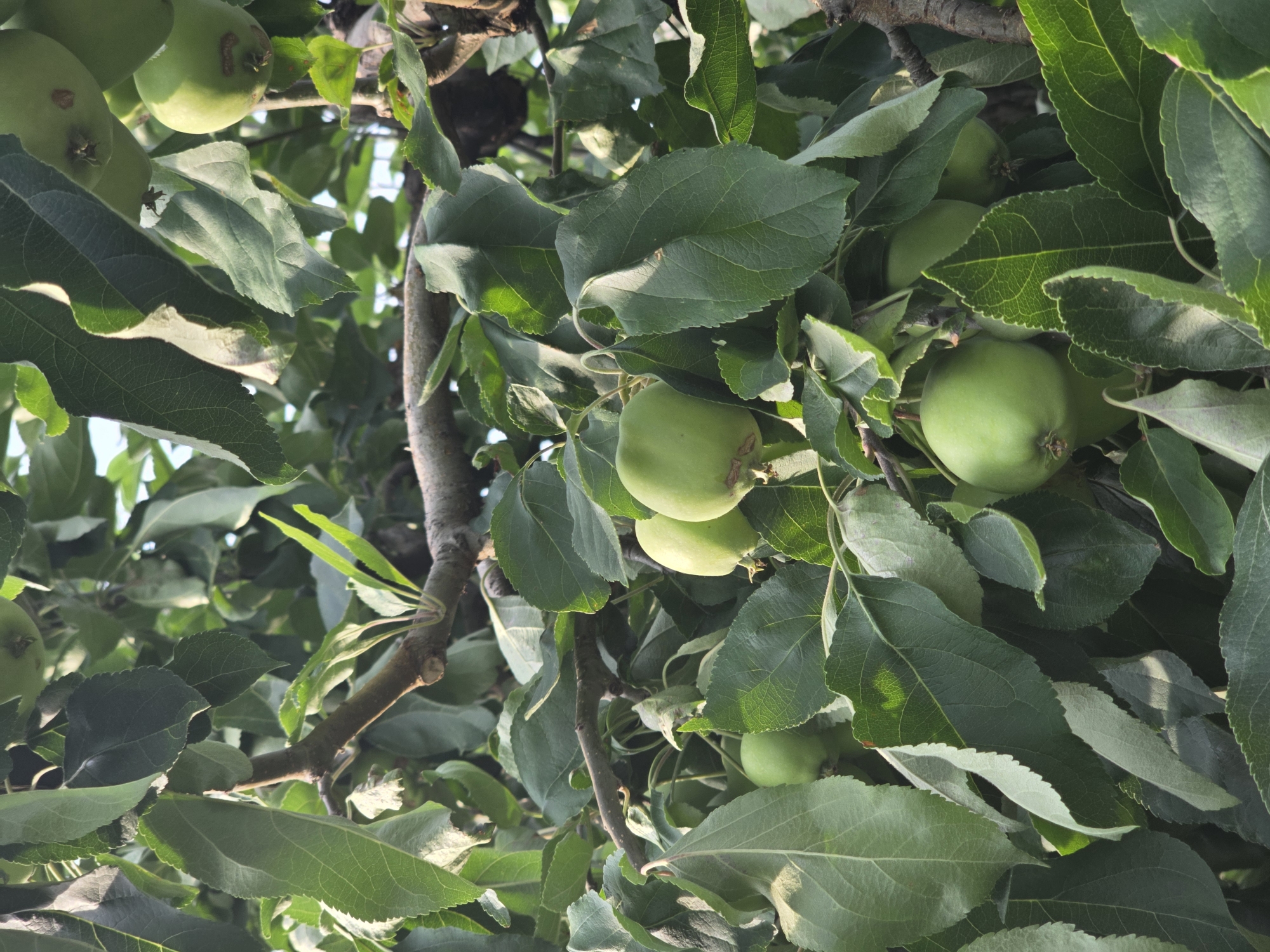 This media file is a close-up, upward-angle shot of an apple tree branch laden with developing green apples and dense foliage. The scene is set outdoors, amidst the greenery of an orchard or garden, with hints of a bright sky visible through the leaves, suggesting it's daytime. The apples are small and unripe, indicating they are in an early stage of growth. The leaves are a vibrant green, with some showing slight variations in shade and texture, possibly due to sunlight or natural imperfections. The tree branches are a mix of thicker, mature wood and younger, thinner growth. The image conveys a sense of natural abundance and the quiet, ongoing process of fruit development. There are no people or visible text in the media file. The location context provided is Pidhorodne, Ukraine.