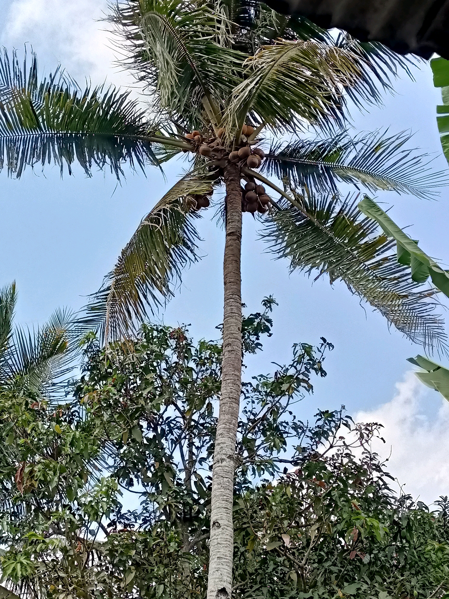 A close-up, upward-facing shot captures a tall, mature coconut palm tree dominating the frame against a pale blue sky with sparse white clouds. The palm's trunk is textured and greyish-brown, leading to a crown of long, feathery fronds that fan out widely. Several clusters of brown coconuts are visible nestled amongst the fronds near the top of the trunk. To the left and right of the coconut palm, the lush green foliage of other trees, possibly mango trees, fills the lower portion of the image, creating a dense canopy. In the upper right corner, a sliver of a dark, thatched roof or awning is visible, suggesting a man-made structure nearby. The scene is set in the outdoor environment of Mangunjaya, Indonesia, where this tropical vegetation is common.