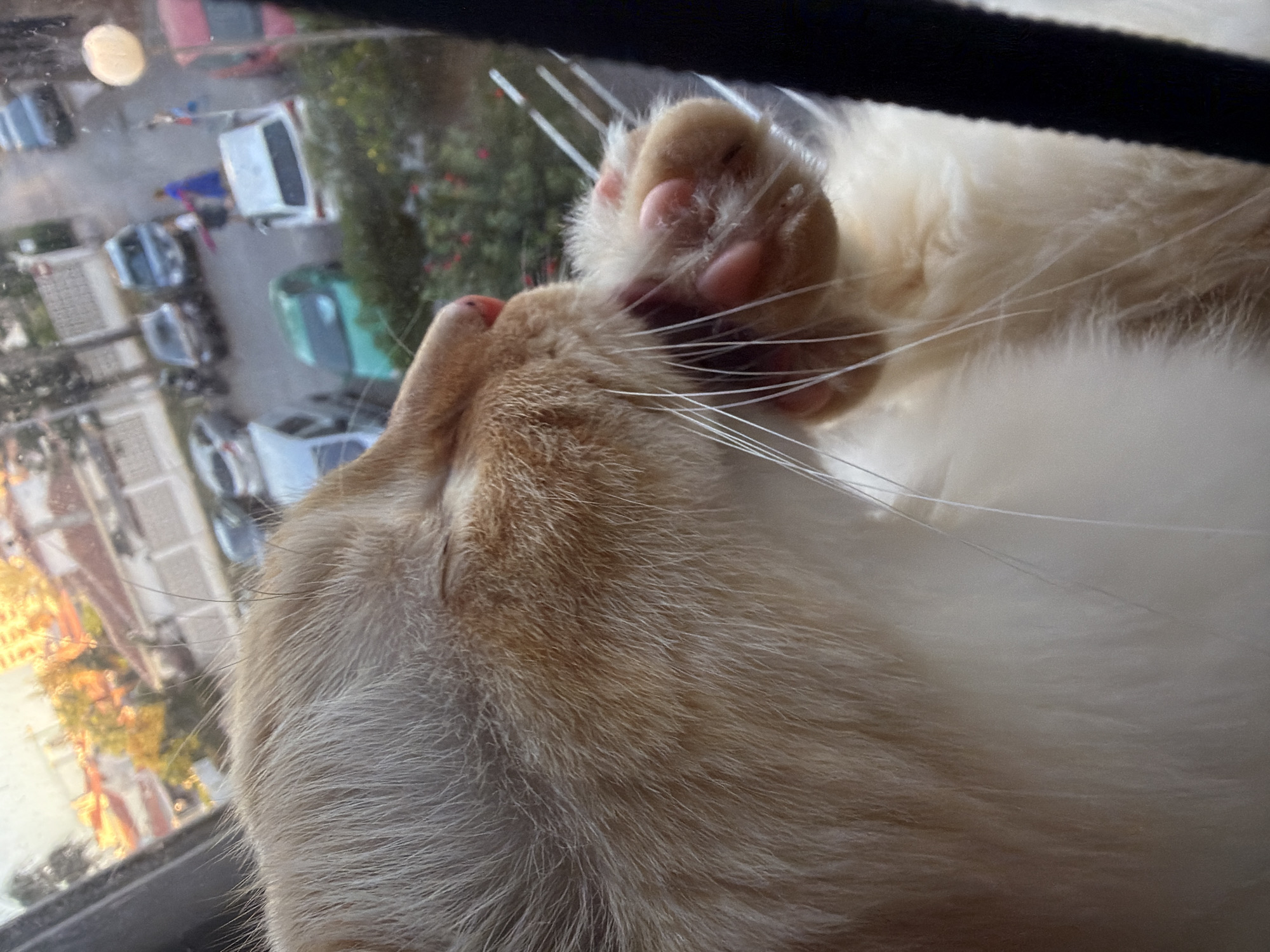 A ginger and white cat is visible in close-up, its fur detailed and its paw extending towards its face. Through a window, a blurred street scene in Castillo Bajo-conejito, Spain, is depicted. Several cars, including a white hatchback, a green car, and a red car, are parked or moving on the street. Buildings with orange roofs and trees are also visible in the background. A person in a blue garment is present near some of the cars. The lighting suggests it is either early morning or late afternoon.