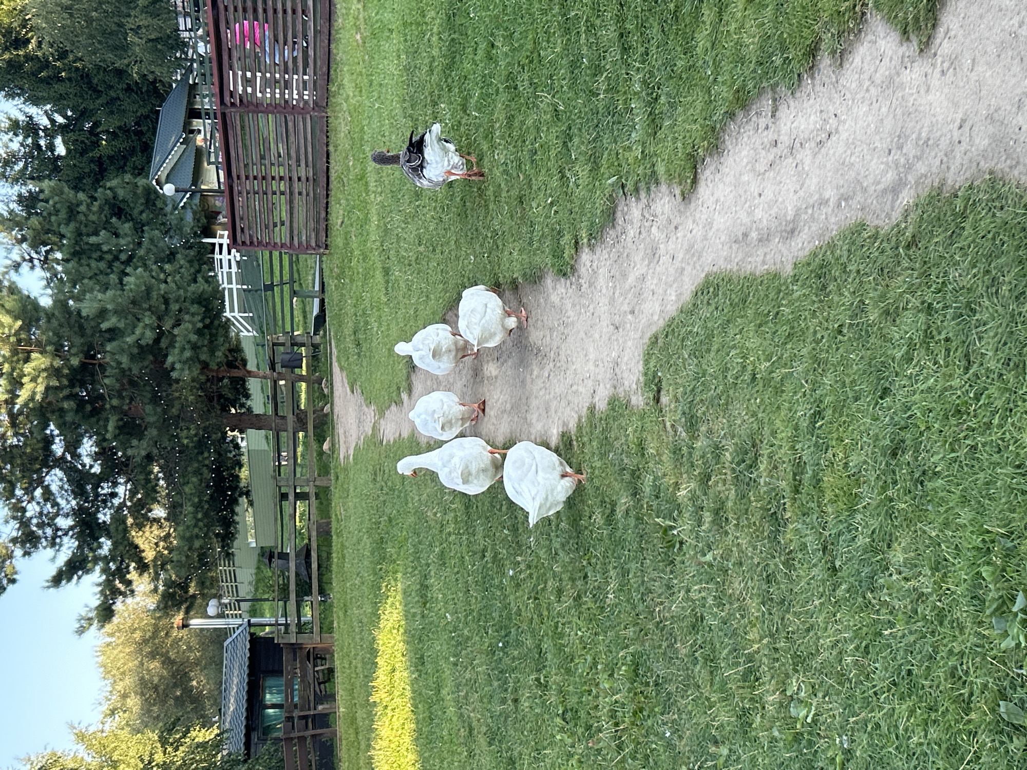 A flock of six geese walks along a dirt path in a grassy area. Five of the geese are white, and one is gray and white. The path curves to the right, leading towards a wooded area with trees. In the background, there is a wooden fence and several small buildings, one with a dark roof and a chimney. The sky is clear and blue. The scene appears to be outdoors, possibly in a park or rural setting. The specific location of Romashkovo, Russia, is not visible or determinable from the provided image.