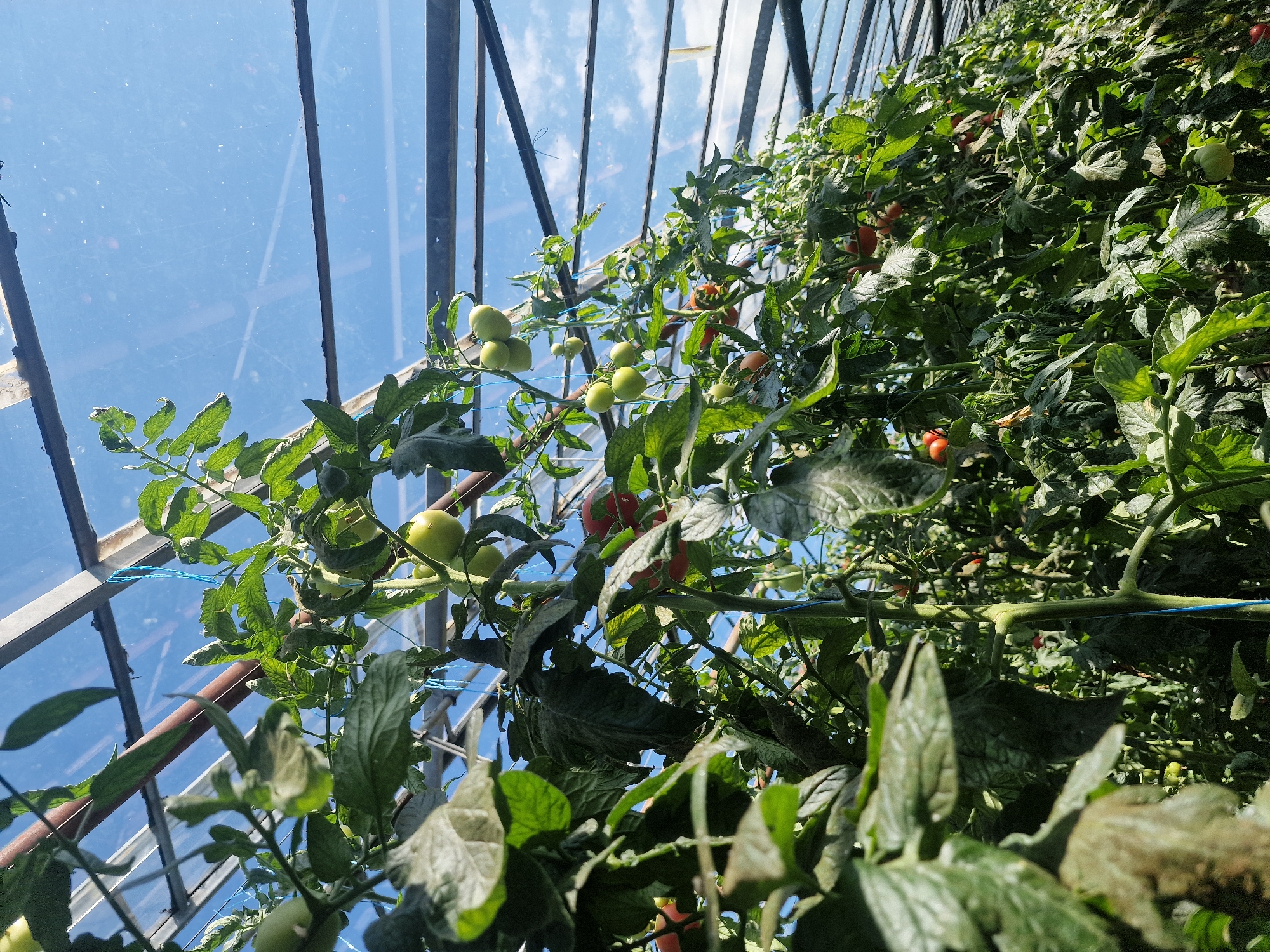 The image shows a close-up view of tomato plants growing inside a greenhouse. The plants are tall and lush with green leaves and some visible tomatoes, both green and red. The greenhouse structure is visible, with metal beams and transparent roofing that allows sunlight to filter through, illuminating the plants and the blue sky beyond. Some blue twine is used to support the plants. The scene is likely in Kursavka, Russia, given the location context. No people are visible in the image.