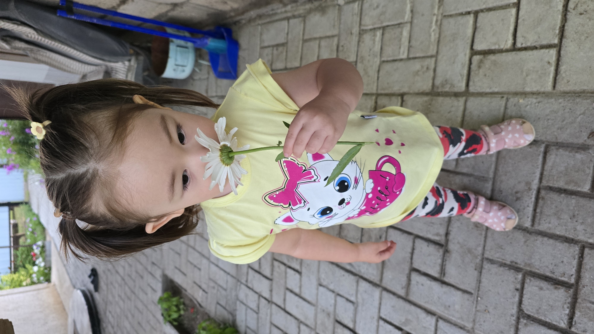 A young girl with dark hair tied in two pigtails, adorned with small yellow flower-shaped clips, is standing outdoors on a paved pathway. She is wearing a yellow t-shirt with a graphic of a white cat wearing a pink bow and holding a pink mug, with the word "Hello!" printed on it. Her legs are covered in patterned leggings featuring black, white, and red splotches, and she is wearing pink sandals. In her right hand, she is holding a white daisy up to her nose, appearing to smell it. The background shows a brick wall and a blue broom and dustpan leaning against it. Green plants are visible to the left of the pathway, and a glimpse of a fence and some purple flowers can be seen in the distance, suggesting a yard or garden area. The setting appears to be a residential area in the city of Krugloozernoe, Kazakhstan.
