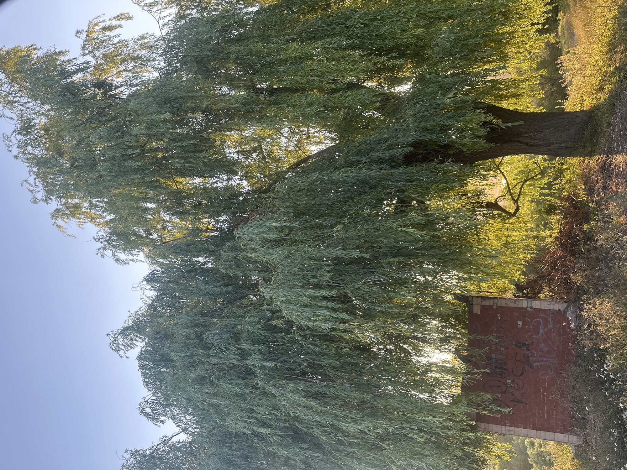 The image depicts a large weeping willow tree casting a shadow over a brick structure with graffiti, located in Makiv, Ukraine. The tree's long, green branches hang down, creating a canopy that partially obscures the sky and the background. The brick structure is red and appears to be partially crumbled, with white and black spray paint markings visible on its surface. The ground surrounding the tree and the structure is covered with dry grass and some small white flowers. The sunlight filters through the leaves of the willow tree, illuminating the scene with a warm, golden glow, suggesting it is either early morning or late afternoon. The sky above is clear and a pale blue. The overall impression is one of a serene yet somewhat desolate outdoor setting, possibly on the outskirts of a residential area given the presence of a ruined structure.
