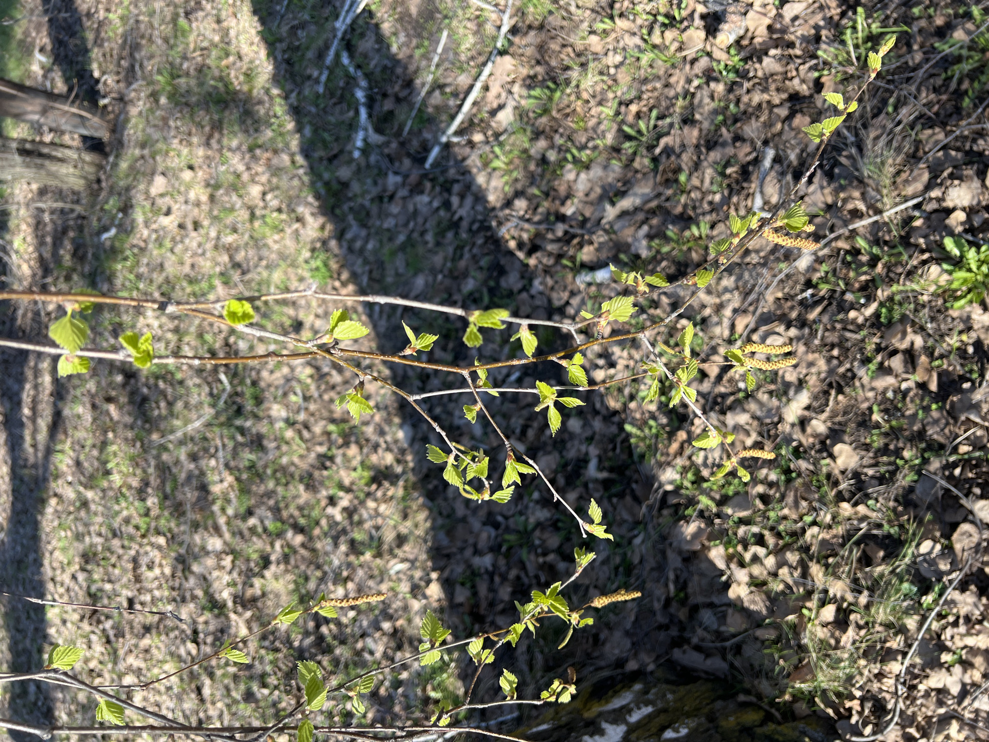 The image displays a close-up view of a tree branch showcasing new spring growth, set against a blurred natural background. The main subject is a slender branch, adorned with numerous small, vibrant green leaves that are freshly unfurling, indicative of early spring. Several elongated, yellowish-brown catkins, likely male catkins, are also visible along the branch, hanging downwards.
The setting is an outdoor, natural environment, characterized by a forest or woodland floor. The ground is largely covered with an abundance of dry, brown, fallen leaves from previous seasons, with sporadic patches of emerging green grass and small plants. Bright sunlight illuminates the scene, casting distinct, elongated shadows across the ground, suggesting it is daytime, possibly morning or late afternoon.
The image captures the event of nature's awakening in spring, with new foliage and catkins signifying the tree's renewed life cycle. The details highlight the delicate texture of the young leaves and the distinctive form of the catkins. No people or visible text are present. The location context indicates this scene is in Sanatoriya Yumatovo Imeni 15-Letiya Bassr, Russia, likely within the natural grounds of the sanatorium.