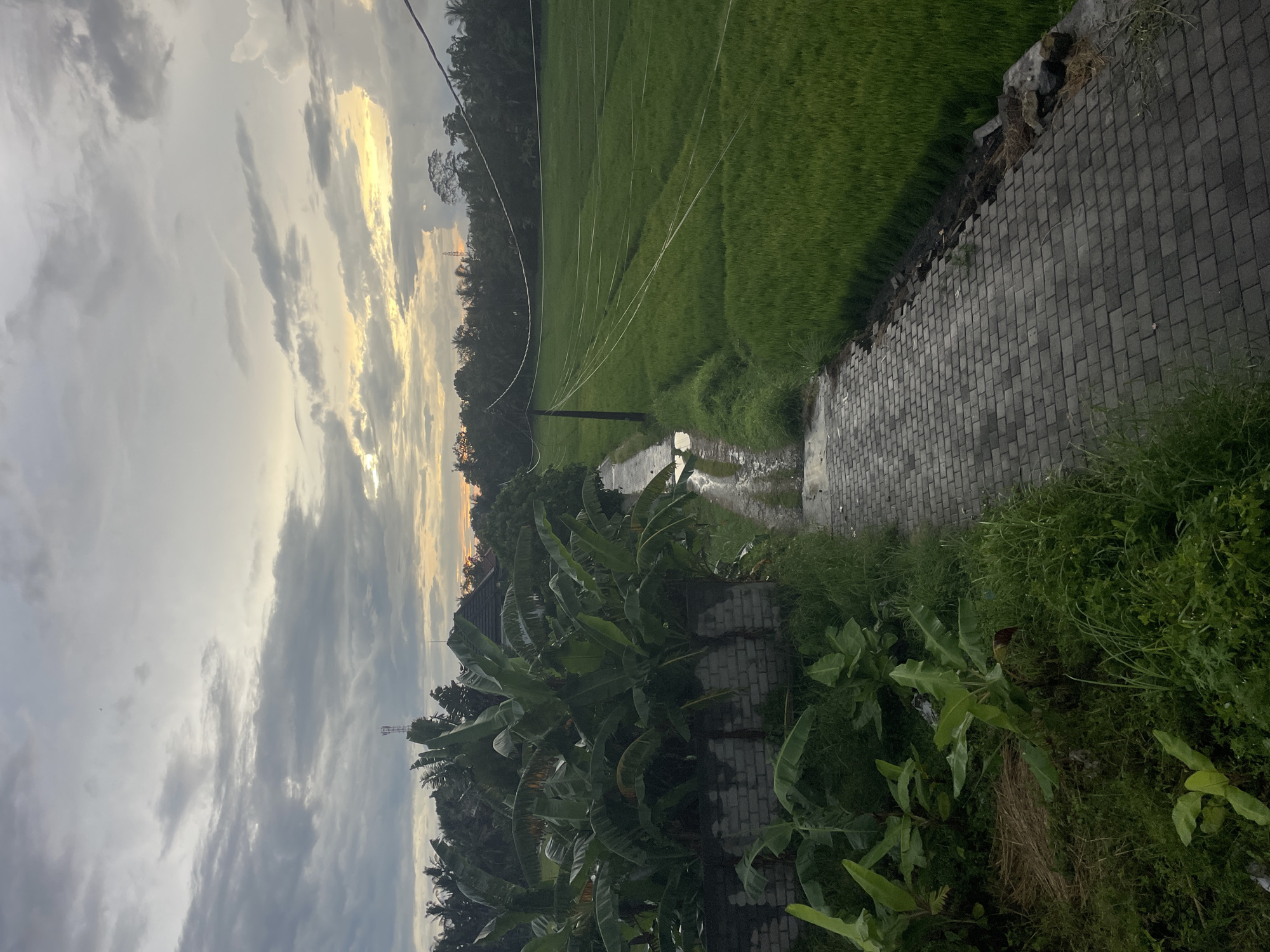 The image displays a tranquil outdoor landscape, likely at either sunrise or sunset, with a focus on natural elements and a paved path. The scene is viewed from a slightly elevated perspective.
On the left side of the frame, a path constructed from grey interlocking pavers extends into the middle distance. Alongside this path, in the immediate foreground, a dense cluster of lush green foliage, resembling banana plants with their large leaves, is prominent. Behind these plants, a part of a building with a dark roof is faintly visible.
To the right of the paved path lies an expansive, vibrant green field, characteristic of a rice paddy. A smaller, unpaved and somewhat muddy track branches off the main path and leads into the field. Overhead, several thin utility lines stretch across the field, supported by a wooden pole positioned in the midground. In the far background, a dense line of dark green trees borders the horizon behind the field.
The sky, occupying the upper portion of the image, is filled with a mix of clouds. The clouds on the left are predominantly dark grey, while those towards the right are illuminated with golden and lighter hues, indicating either the setting or rising sun. A faint structure, possibly a transmission tower, can be seen in the distant skyline against these lighter clouds. The overall ambiance of the scene is peaceful and serene. There are no people or discernible text in the image.