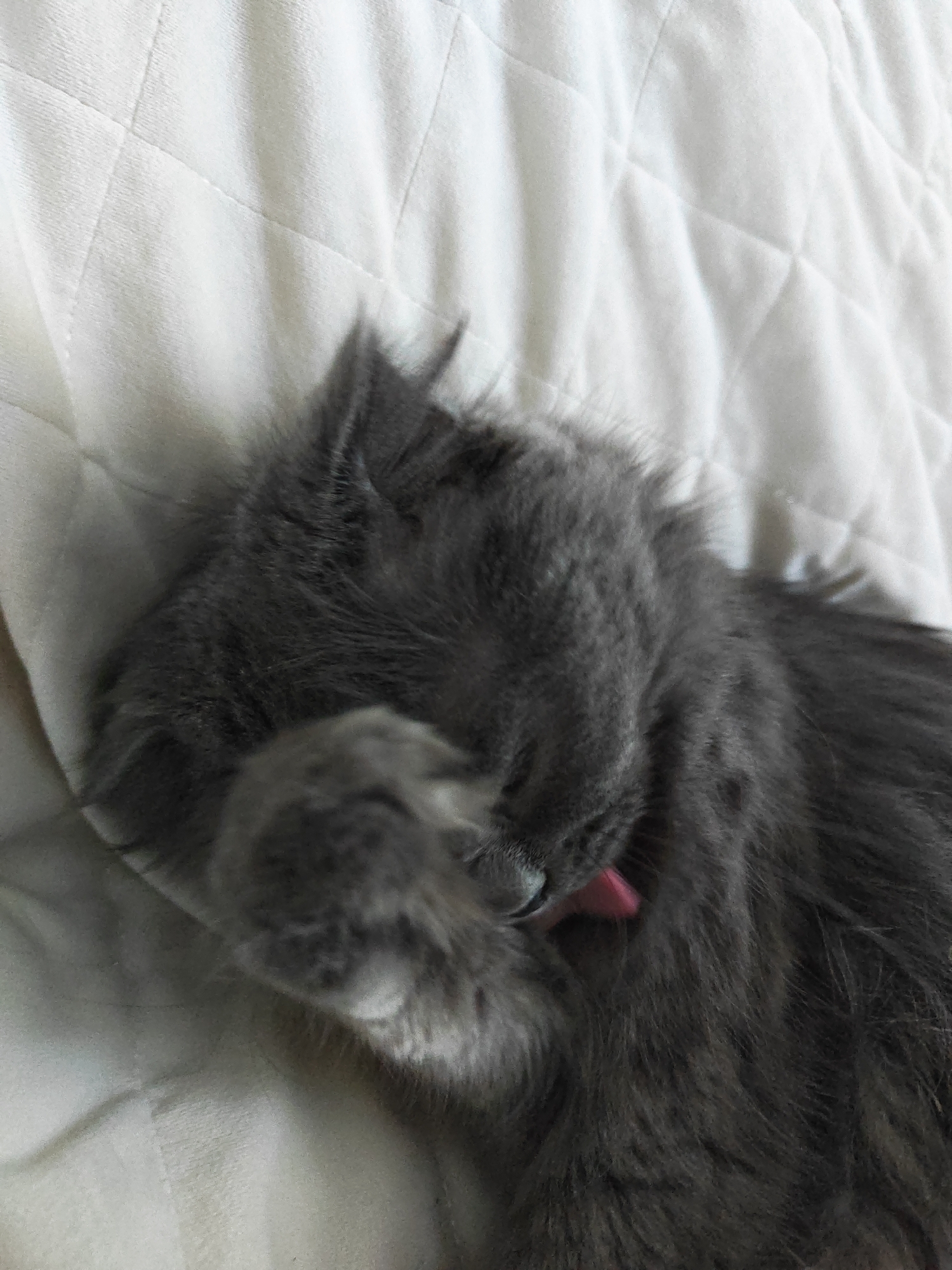 A fluffy, gray kitten is curled up on a white, quilted surface, grooming itself. The kitten's face is partially obscured by its paw, but its pink tongue is visible as it licks its fur. The background is a soft, white fabric with a diamond-patterned texture.