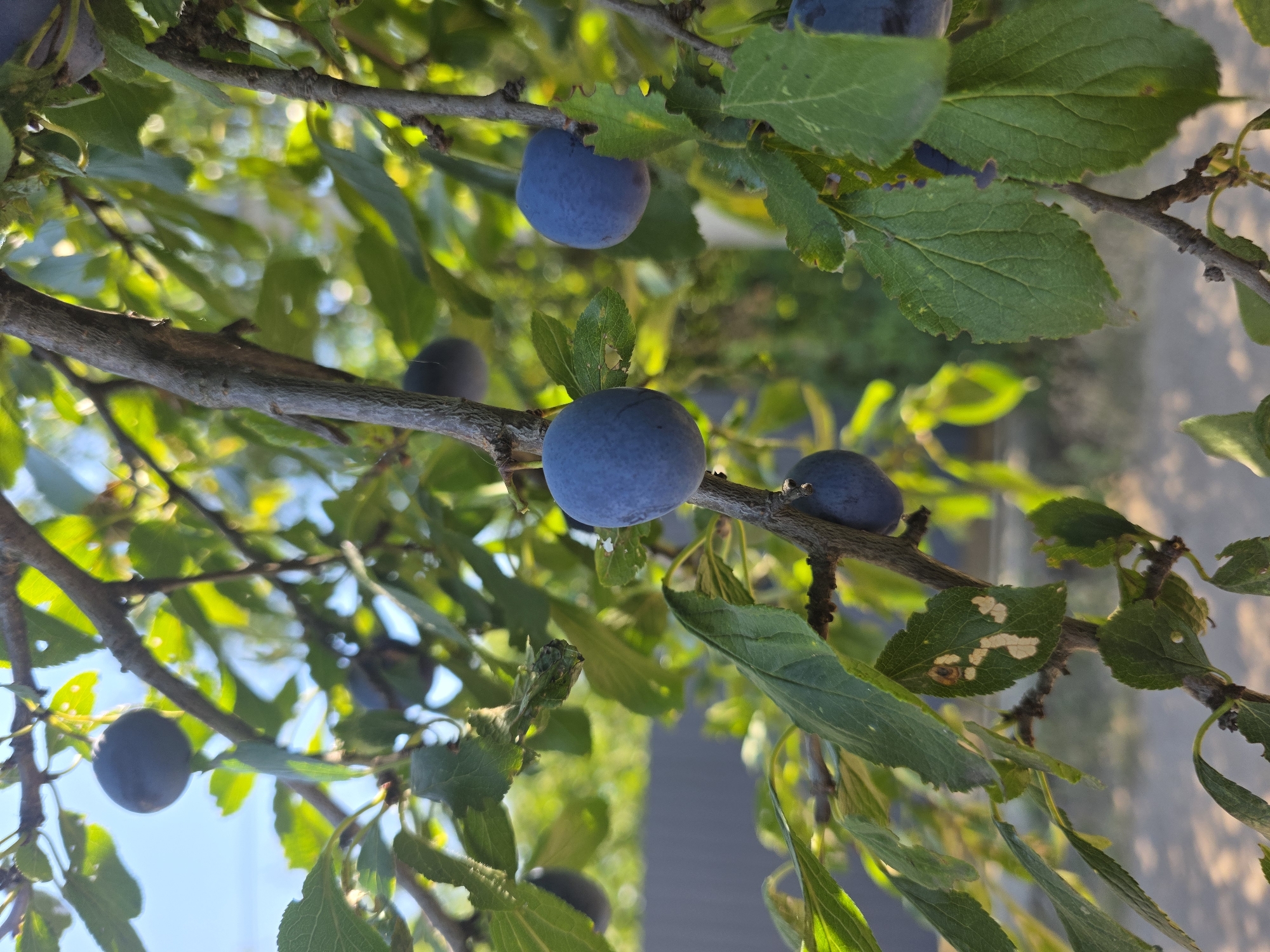A close-up, eye-level shot captures a plum tree branch laden with ripe, dark purple plums and green leaves. The fruits are round and plump, some fully visible while others are partially obscured by foliage. Sunlight filters through the leaves, creating a dappled effect and highlighting the textures of the fruit and leaves. In the background, out-of-focus elements suggest a fence and possibly other greenery. The scene is outdoors, likely in a garden or orchard, under a clear sky.