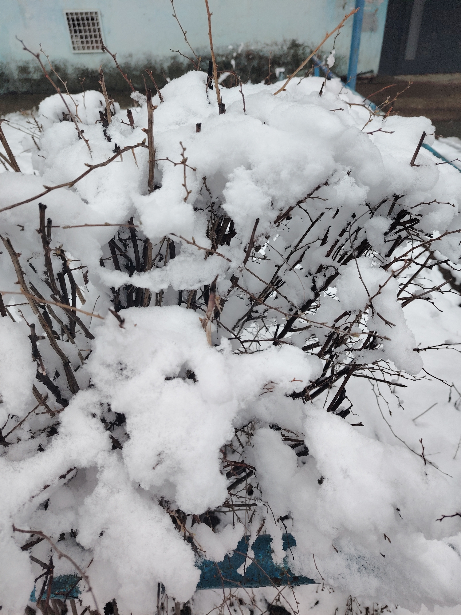 The image shows a shrub covered in snow. The shrub has many bare branches. In the background, a light blue building with a barred window is visible. The location is likely Sarapul, Russia, given the prompt.