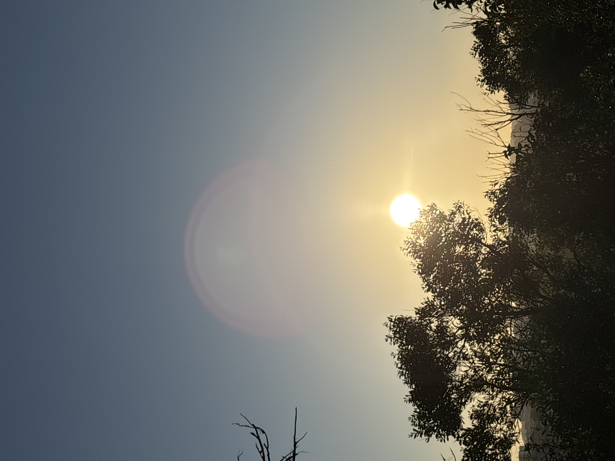 The image depicts the sun, partially obscured by foliage, in the sky over Lisbon, Portugal. The sky transitions from a pale yellow near the sun to a bluish-gray. The sun is bright, with a visible lens flare. Tree branches and leaves are silhouetted against the bright sky. There are no visible people or other subjects. The environment suggests an outdoor setting.