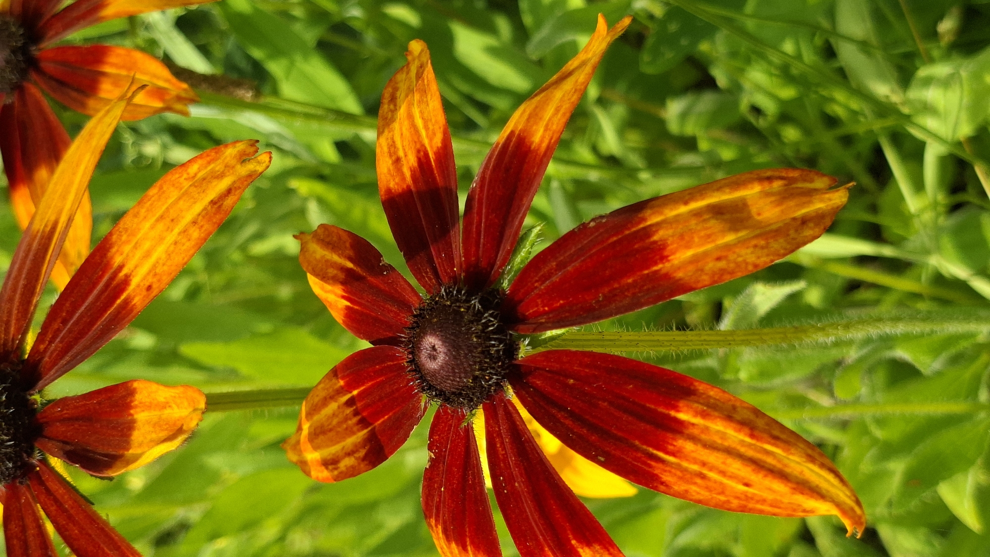 This is a close-up, high-angle photograph of several rudbeckia flowers, commonly known as black-eyed Susans, in a garden setting. The foreground is dominated by the vibrant petals of the flowers, which display a striking gradient from deep red at the base to bright orange and yellow at the tips. The center of the main flower is a dark, textured disc. The background is a soft blur of lush green foliage, suggesting a sunny day with ample natural light. The shallow depth of field focuses attention on the intricate details of the petals, including their delicate veins and slightly curled edges. There is no visible text in the image. The scene evokes a feeling of natural beauty and the warmth of a summer garden, likely in Belarus given the location context. The flowers appear healthy and in full bloom, indicative of a pleasant growing season.