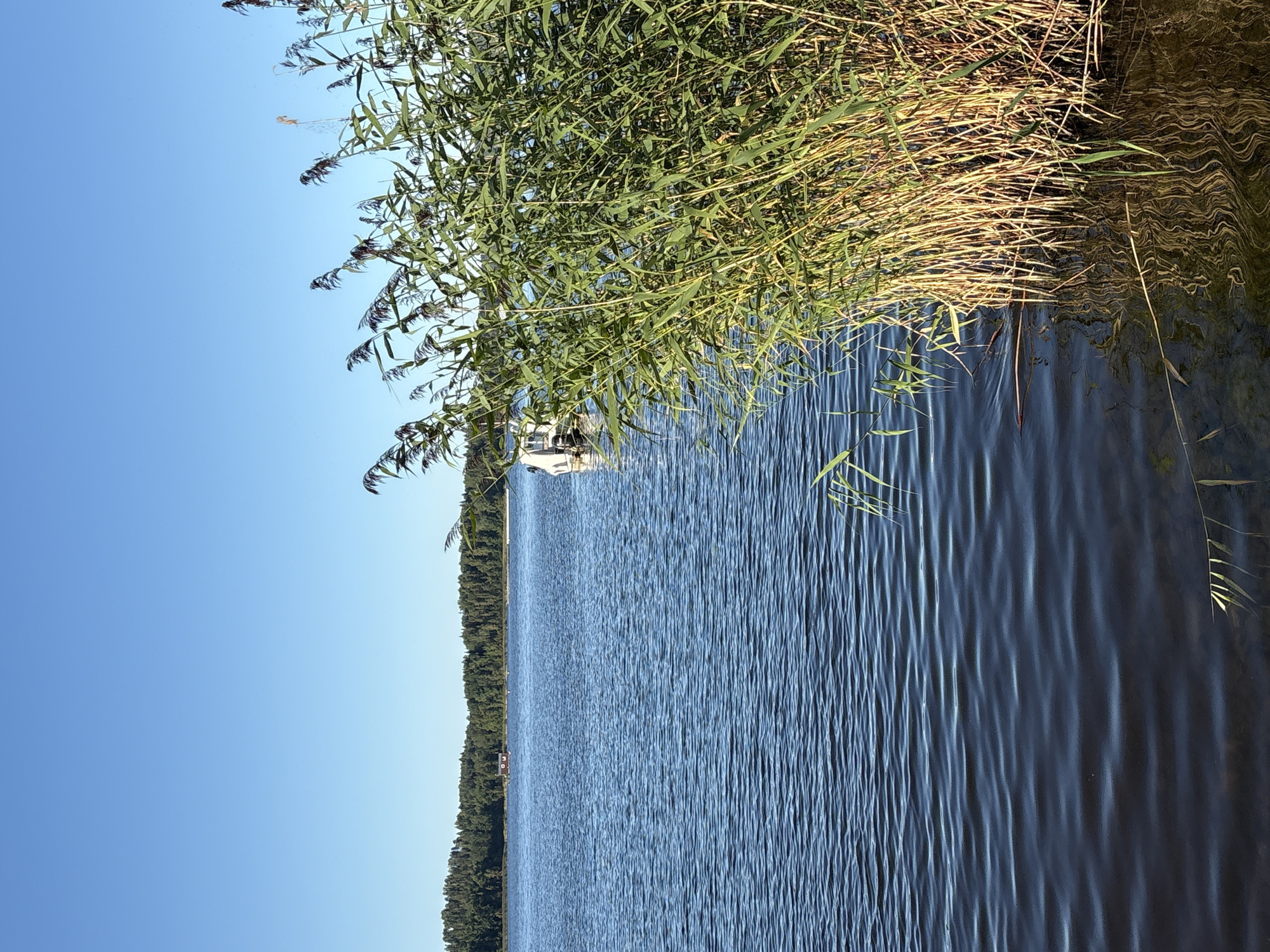 A wide shot captures a serene lake scene under a clear blue sky. In the foreground, a dense cluster of tall, green reeds with dry, brown stalks grows along the water's edge. The reeds are reflected in the dark, rippling surface of the lake. In the middle ground, a small, red wooden structure with a dark roof sits on the opposite shore, nestled among a line of dense green trees. A white boat is partially visible on the right side of the frame, anchored in the water. The image is devoid of people. The location is the city of Rautalakhti, Russia.