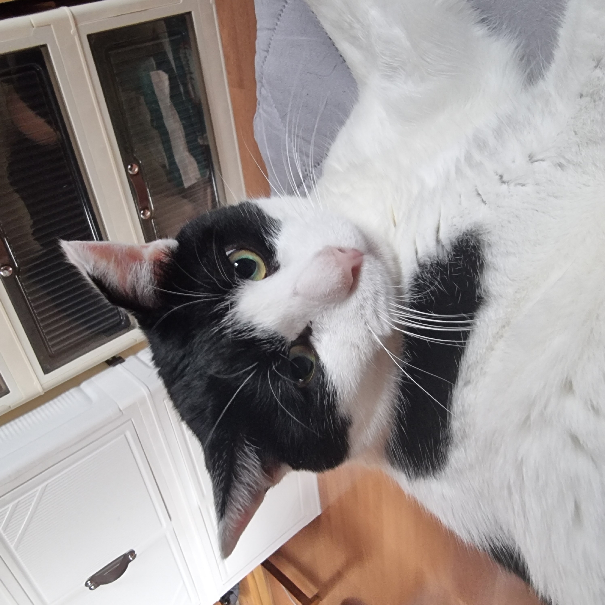 A black and white cat with green eyes and a pink nose lies on a gray surface. The cat is mostly white with black markings on its head and ears. The background shows a white dresser with transparent drawers, and a wooden floor. This image was taken in Dunnae-myeon, South Korea.