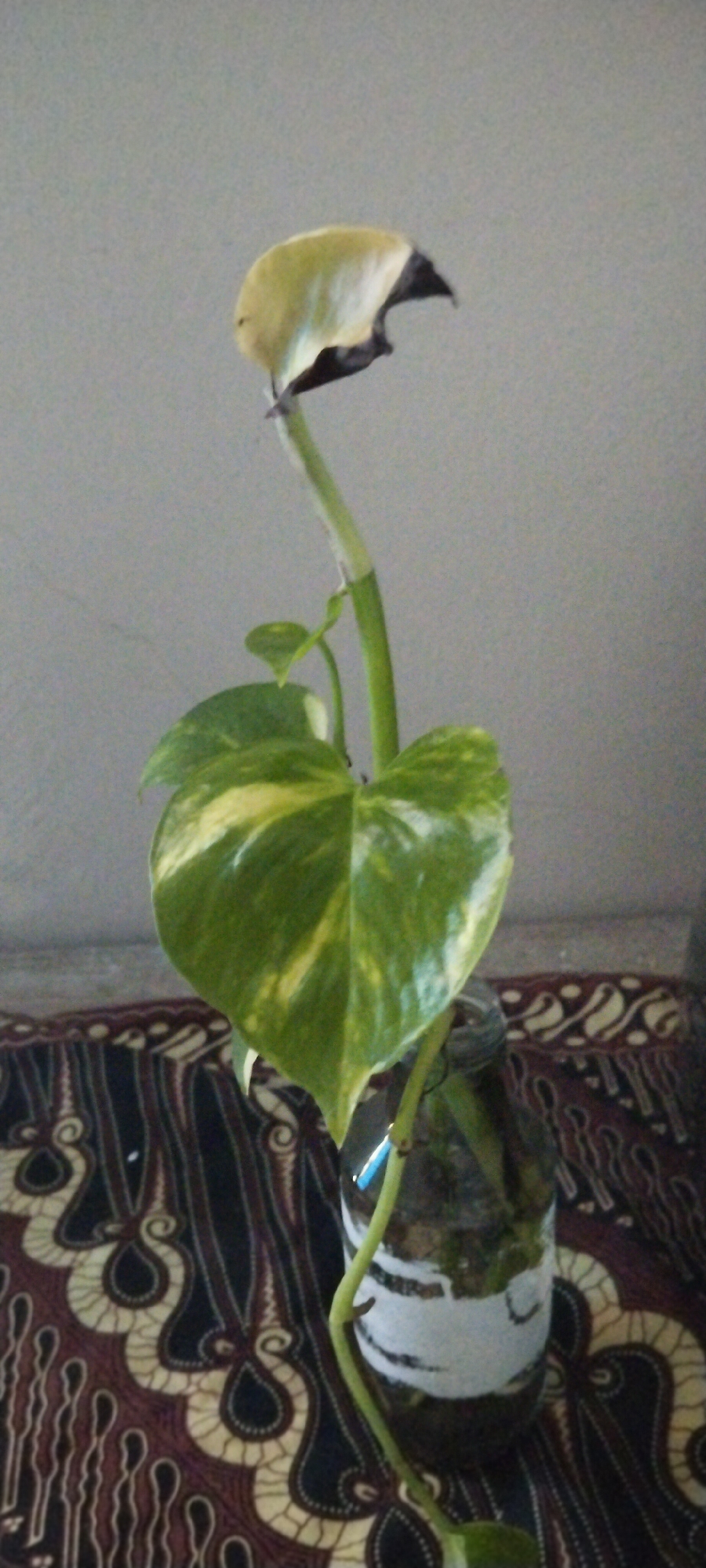 An indoor, medium shot of a potted plant, possibly a Pothos, sits in a glass jar on a patterned fabric. The plant has several green leaves with yellow variegation and one leaf at the top of the stem appears yellow and dried, with black, burnt edges. The stem is green and somewhat fuzzy. The glass jar contains dark liquid and has a white band wrapped around its middle. The background is a plain, light-colored wall. The patterned fabric beneath the jar has a dark background with swirling cream and maroon motifs. The scene is lit from the side, casting a soft shadow. The location is identified as Duman, Indonesia.