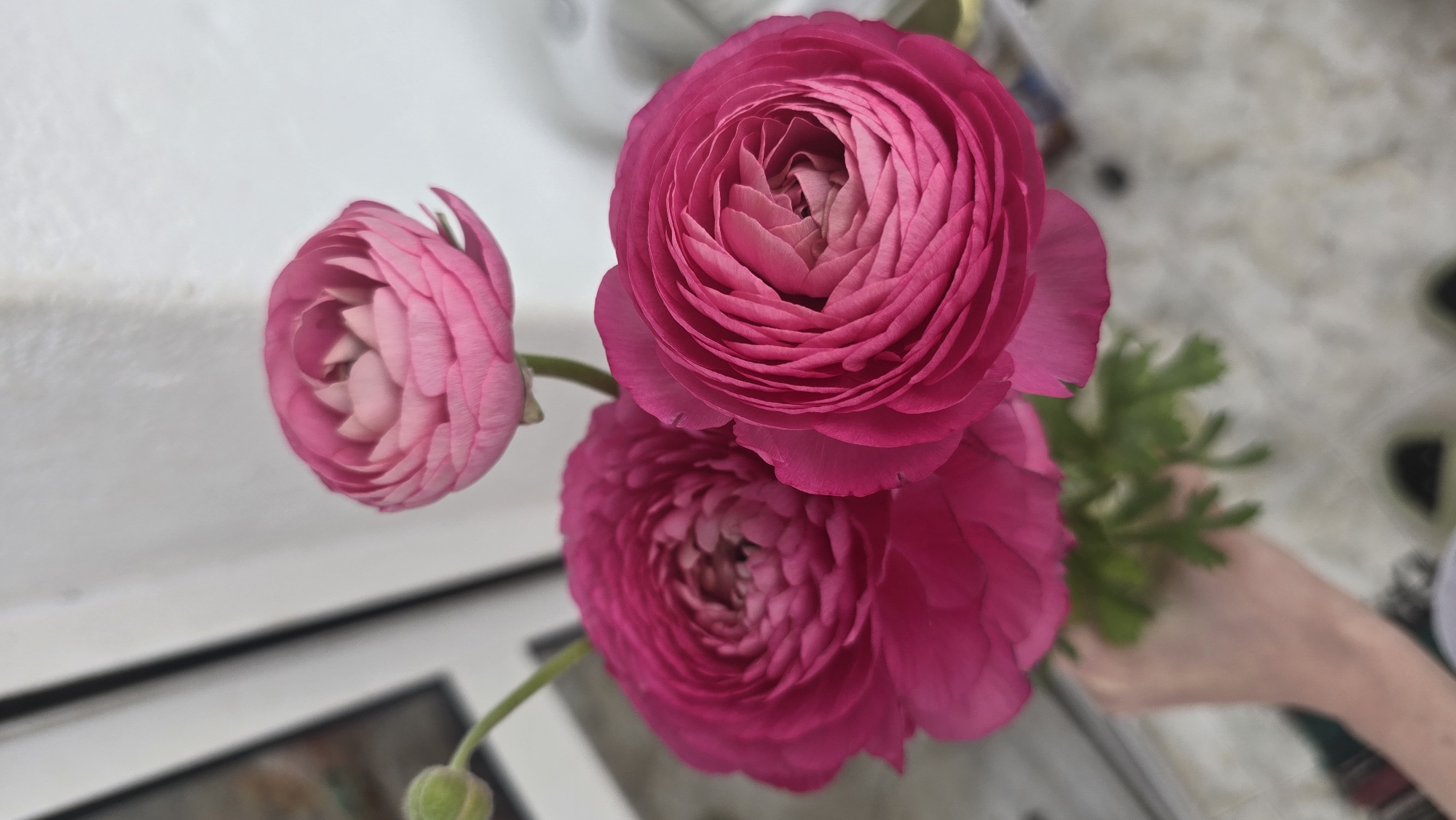 A close-up shot features three vibrant pink ranunculus flowers, with their many petals arranged in a dense, swirling pattern. One flower is a smaller, unopened bud. The flowers are held by a hand, and there is some green foliage visible. The background is a blurry white surface with some indistinct objects, possibly a frame and a glass object. The location cannot be determined from the image. There is no information suggesting the location is Stara Zagora, Bulgaria.