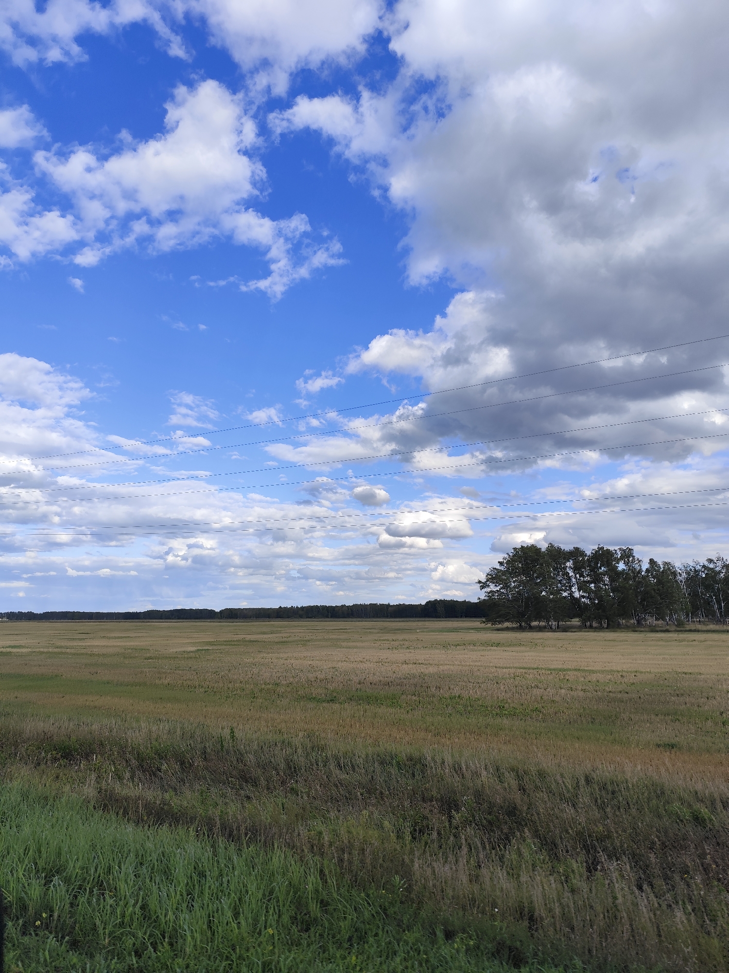The image captures a wide, flat landscape under a dynamic sky in Березов ауылдық округі, Kazakhstan. The foreground is dominated by tall, green grass, transitioning to a drier, stubble-like field that stretches towards a distant tree line. The field appears to be agricultural, possibly recently harvested. A cluster of trees stands prominently on the right side of the frame, silhouetted against the sky. Several horizontal lines, likely power or telephone wires, are visible in the upper portion of the image, crossing the expanse of the sky. The sky itself is a mix of deep blue and dramatic, puffy white and grey clouds, suggesting variable weather conditions. No people or animals are visible in the scene.