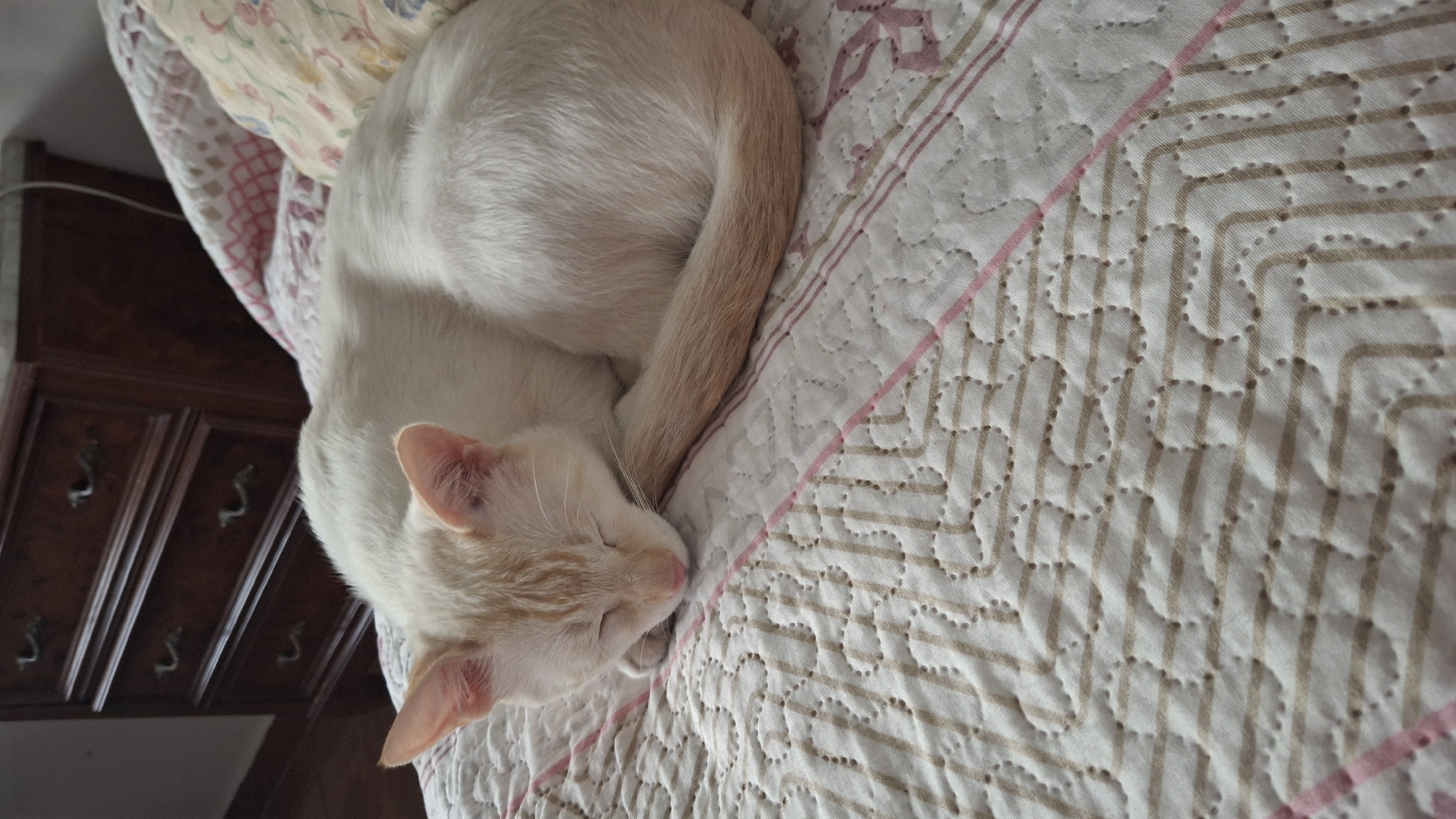 A cream-colored cat with light orange tabby markings is curled up asleep on a quilted bedspread. The cat's eyes are closed, and its face is tucked into its chest. Its tail is wrapped around its body. The bedspread has a pattern of alternating cream and beige horizontal stripes, with a diamond-shaped stitching pattern. Two pink stripes run diagonally across the bedspread. In the background, a dark wooden dresser with brass drawer pulls is visible. The scene appears to be an indoor setting, likely a bedroom, in Híjar, Spain.