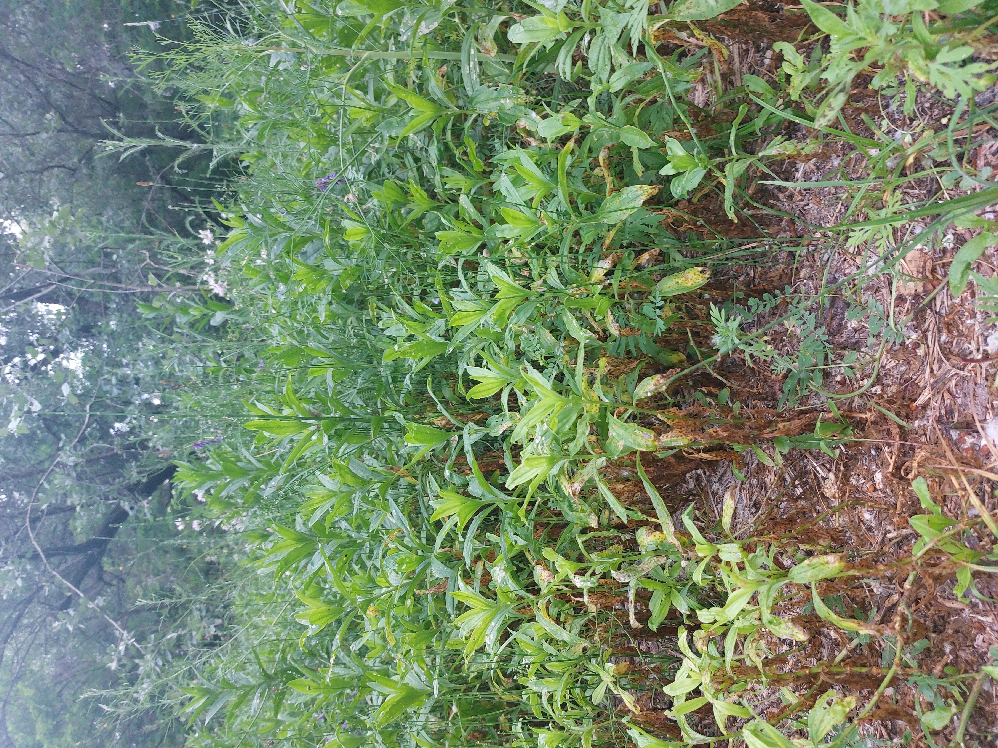 The image depicts a dense thicket of green vegetation, primarily composed of plants with broad, upright leaves and some slender, grass-like stalks. The lower portions of many of the broader-leafed plants show brown, dried foliage, suggesting the natural dying off of older leaves or potential stress. The ground is covered in a mixture of fallen leaves, twigs, and some lighter-colored debris, possibly mulch or dry grass. In the background, out-of-focus trees and branches create a darker, mottled canopy. There are no people or animals visible in the scene. The overall impression is of a wild, overgrown natural area. No specific landmarks or indicators of location within the city of Kamianske, Ukraine are visible in the image.