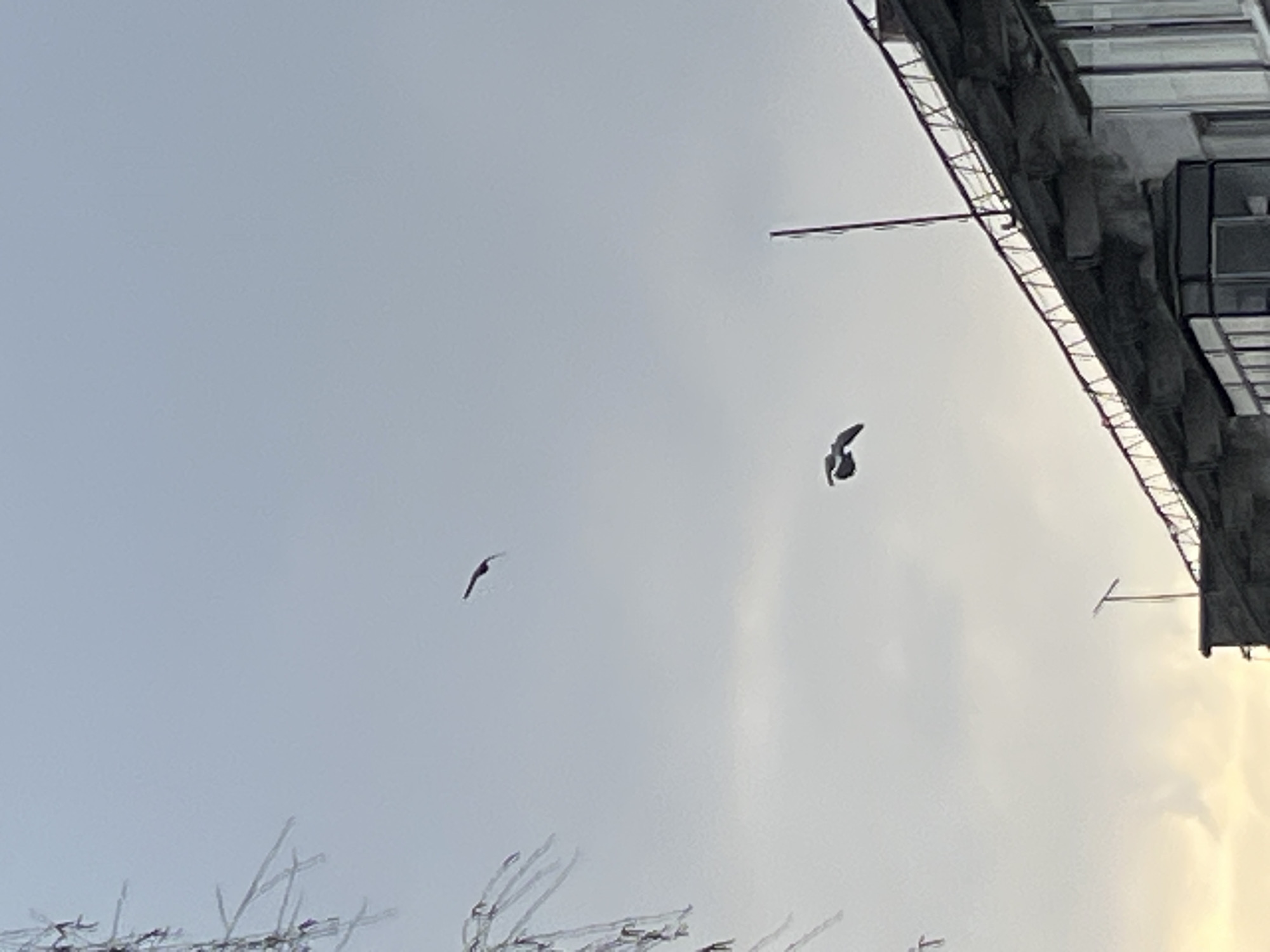 The image shows a daytime sky in Chaikovsky, Russia. Two birds are in flight. At the bottom, there are branches (possibly of a tree) covered in ice or snow. The corner of a building, possibly residential, can be seen in the upper right. It appears to have balconies or windows.