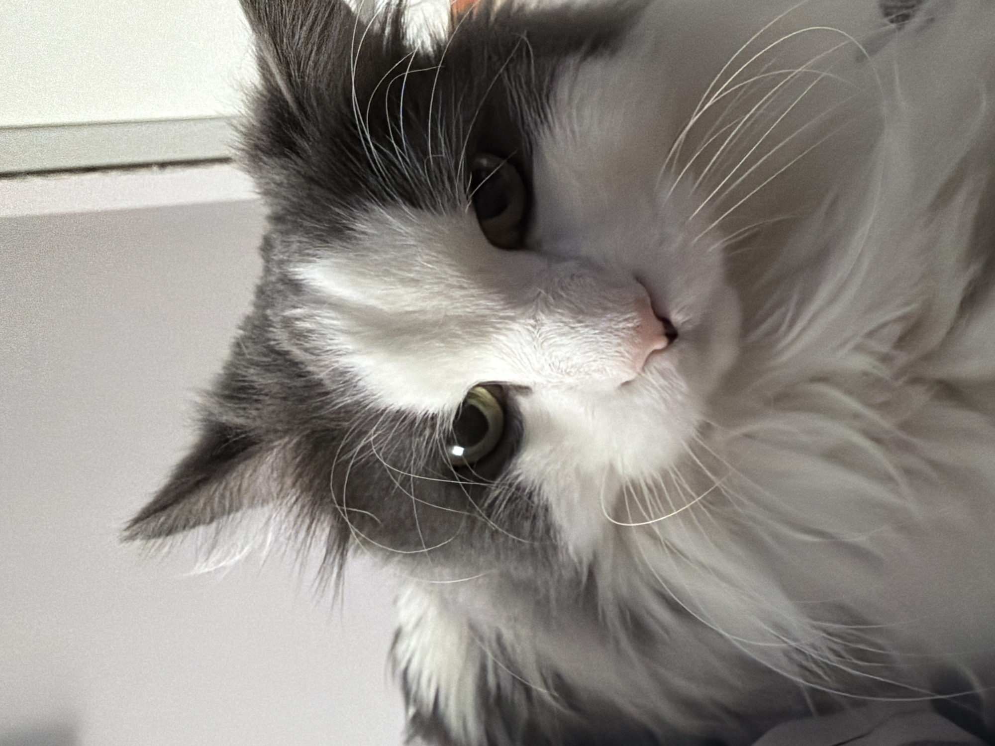 A close-up, angled shot focuses on a long-haired, gray and white cat with green eyes. The cat's face occupies the majority of the frame, with its head tilted. The cat has long, white whiskers. The background appears to be a plain, light-colored surface. There is no indication of the city of Chaikovsky, Russia in the image.