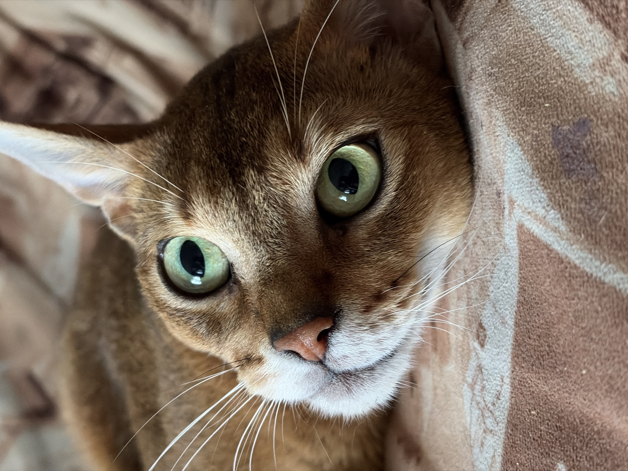 A close-up photograph depicts the head and shoulders of an Abyssinian cat with green eyes. The cat's fur is a warm, brownish color with lighter shades around its nose and mouth. The cat's whiskers are long and white. The background appears to be a textured, patterned brown fabric. There is no indication of the location being Chaikovsky, Russia.