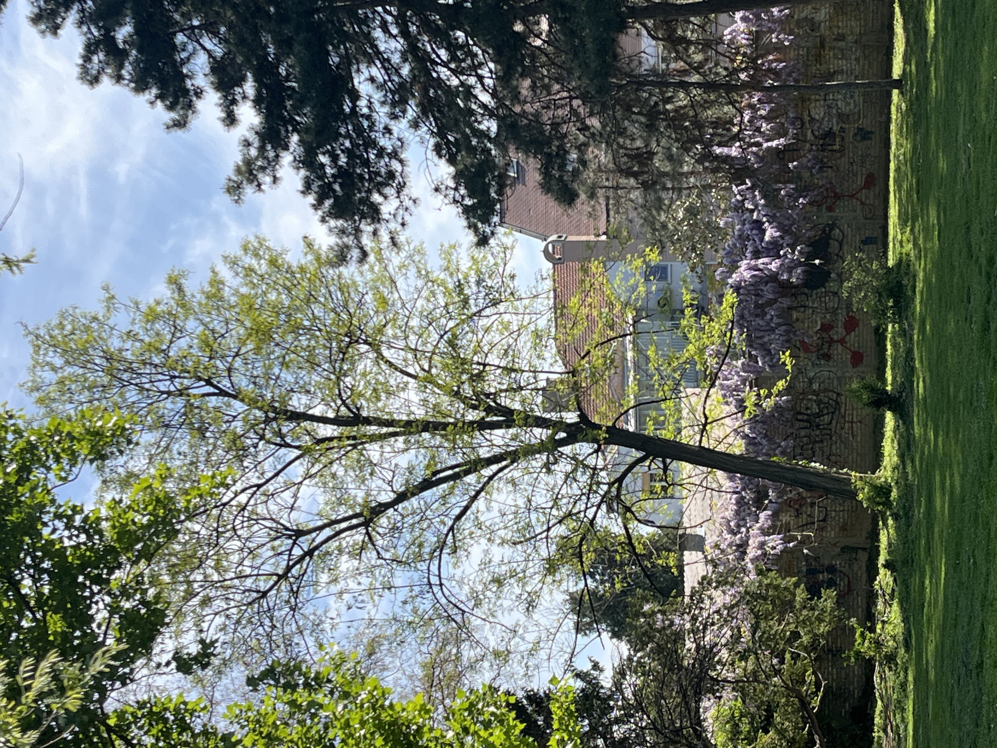 This image captures a tranquil outdoor scene, likely a park or garden, under a bright daytime sky. The perspective is looking upwards and across, with a clear blue sky dotted with scattered white clouds at the top of the frame.
Several trees dominate the view. In the upper part, dark green foliage from pine or similar evergreen trees frames the sky. A prominent deciduous tree with a more open canopy and fresh, light green leaves stands centrally, its branches spreading across the middle of the image. More trees with vibrant green foliage are visible in the foreground at the bottom left and throughout the scene, suggesting spring or early summer.
Through the branches of the central tree, a building with a reddish-brown tiled roof and light-colored walls is visible, possibly a house or another structure within the park area. To the right of the central tree, a stone or brick wall runs horizontally, partially obscured by lush green grass in the lower right portion of the frame. This wall is adorned with abundant clusters of purple wisteria flowers, indicating the season. Scattered graffiti, featuring abstract shapes in red and black and some indistinct text, is also visible on the wall beneath the wisteria.
The scene is well-lit by natural sunlight, casting subtle shadows on the grass. No people or specific activities are depicted, giving the impression of a peaceful, natural setting within an urban or semi-urban environment. The provided context of Novi Sad, Serbia, aligns with a typical European park or garden setting.