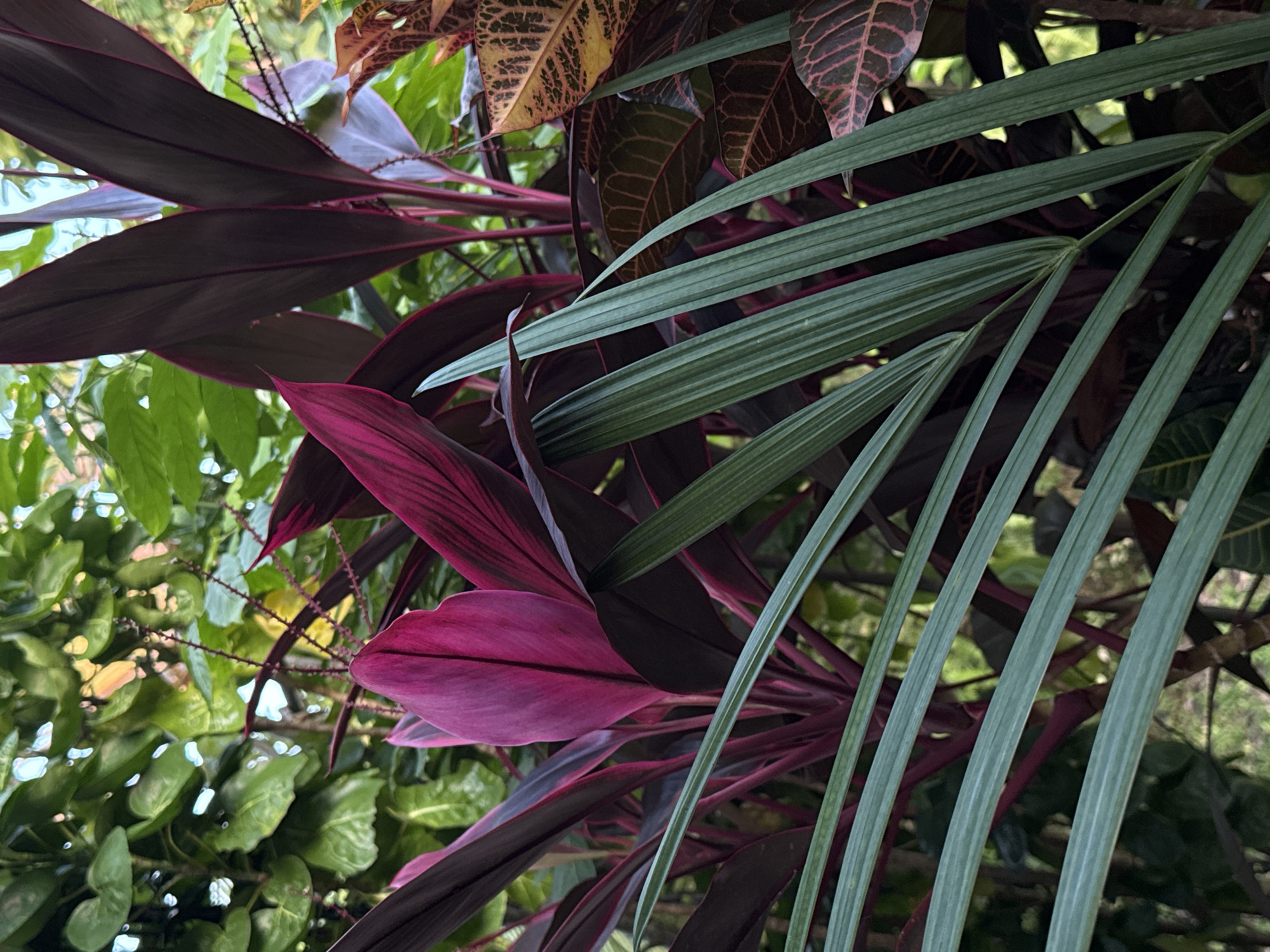 The image shows a close-up of diverse tropical plants, including maroon ti plants (Cordyline fruticosa) and feathery palm fronds. The background features green foliage and glimpses of sky. The location is North Kuta, Indonesia.