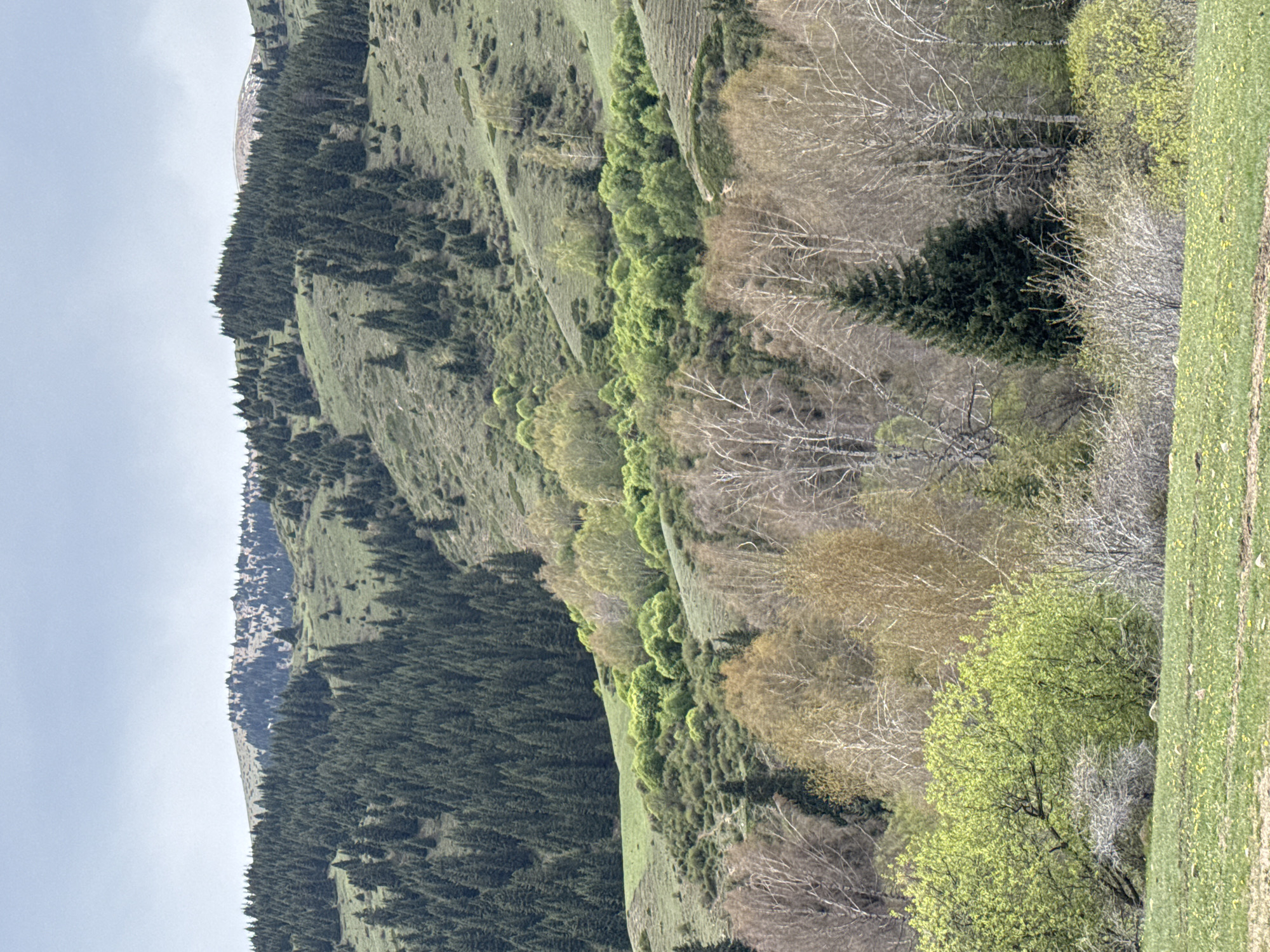 This image depicts a serene, verdant mountain landscape in Semenovka, Kyrgyzstan, likely captured during early spring. The scene is characterized by rolling hills and slopes covered in diverse vegetation under an overcast sky.
In the foreground and midground, a patchwork of trees and grassy areas dominates. To the right, a bright green field or hillside is visible, possibly dotted with early wildflowers. Adjacent to this, a band of deciduous trees displays the vibrant greens of new spring foliage, with some trees boasting lush, light green leaves, while others still show delicate, bare branches, indicating a recent emergence from winter. Interspersed among these are darker green coniferous trees.
Further into the midground and extending across the left side of the image, a dense forest of dark green coniferous trees blankets the steeper mountain slopes. In the distant background, along the horizon on the far left, higher mountain peaks or ridges are faintly visible against the pale, hazy sky, showing some lighter patches that could be lingering snow or exposed rock.
The soft, diffused lighting suggests an overcast day, possibly late morning or early afternoon, as there are no strong shadows. The landscape evokes a sense of tranquility and natural beauty, highlighting the seasonal transition in a mountainous environment. There are no visible people, objects, activities, or text within the image.