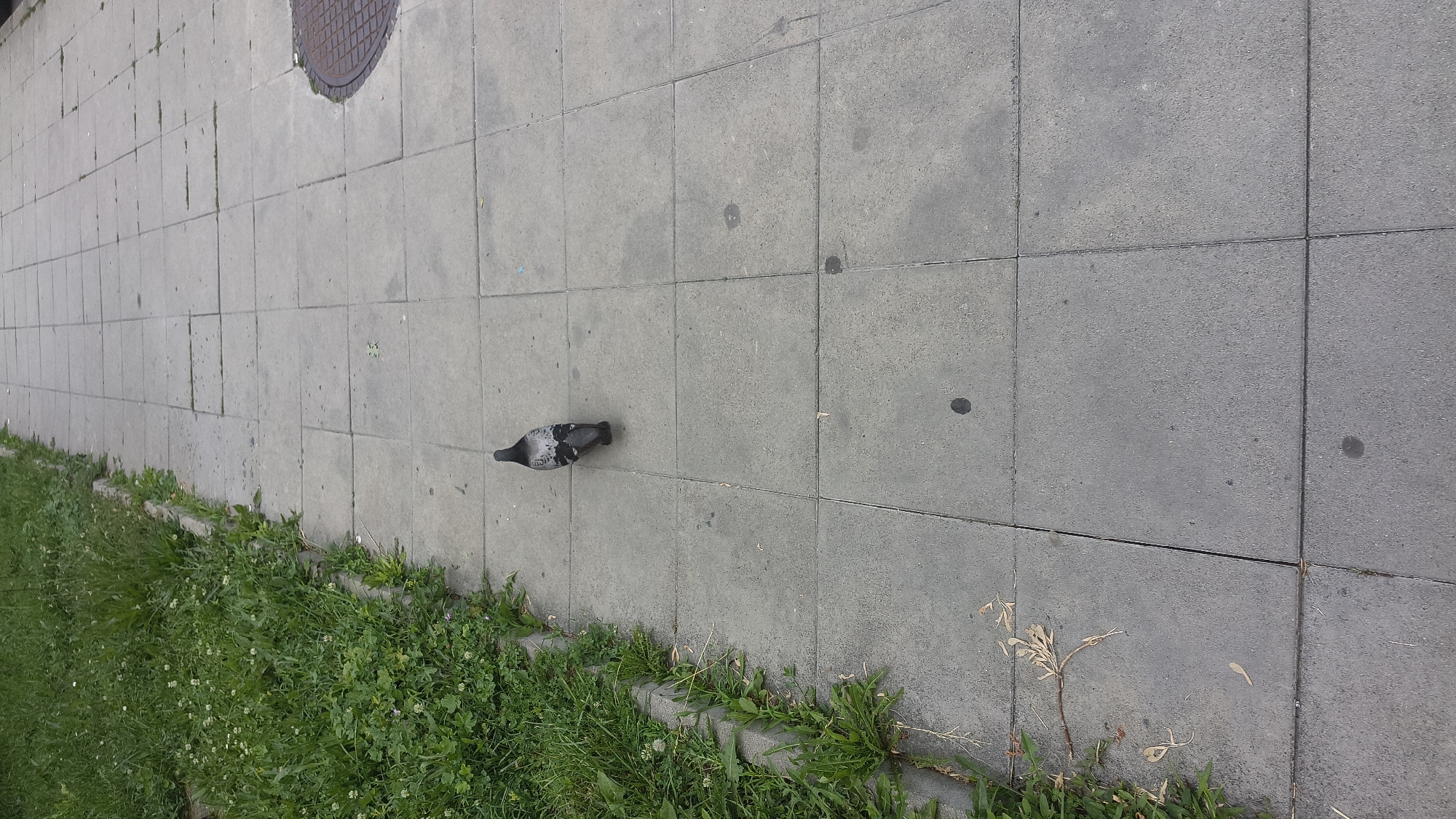 A pigeon walks on a concrete sidewalk next to a grassy area in Shumen, Bulgaria. The sidewalk is made of square concrete slabs. The grassy area is lush and green, with some small white flowers. The pigeon is grey and black, with some iridescent feathers. It is facing away from the camera, walking towards the right side of the image. The image is taken from a high angle, looking down at the scene.