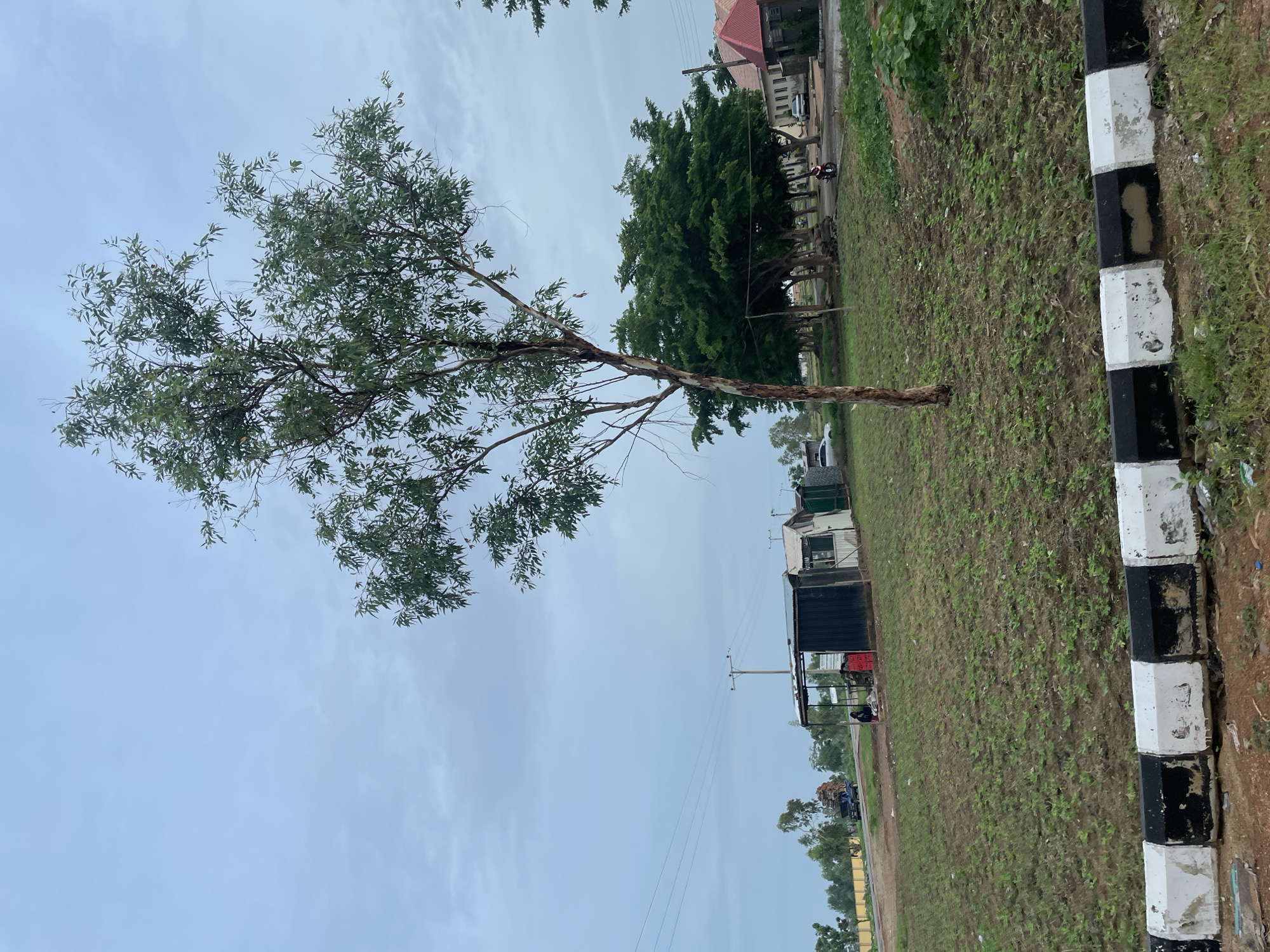 The image captures an outdoor scene with a prominent tree in the foreground and several structures and vehicles in the background. The sky is overcast, suggesting a cloudy day.
In the mid-ground, there are several small, makeshift structures that appear to be informal shops or stalls. One of these structures is dark-colored and appears to be a shipping container. Another adjacent structure is white with a green roof. People are visible near these stalls, one sitting under a covered area and another standing. A few red crates are stacked near the stalls.
Further back, a paved road is visible, with a truck carrying lumber driving away from the viewer. A motorcycle with a rider is also on the road, moving towards the right of the frame. A few cars are parked or driving in the distance.
Behind the stalls and road, there are several lush green trees forming a line. Beyond the trees, buildings with red roofs are visible, suggesting a more developed area. The ground in the foreground is covered with green vegetation, possibly crops, with some scattered debris. A concrete barrier painted with alternating black and white stripes runs along the very bottom of the frame, indicating the edge of a road or pathway. The overall impression is of a semi-urban or peri-urban environment in Jauro Yinu, Nigeria, characterized by informal commerce, infrastructure, and vegetation.