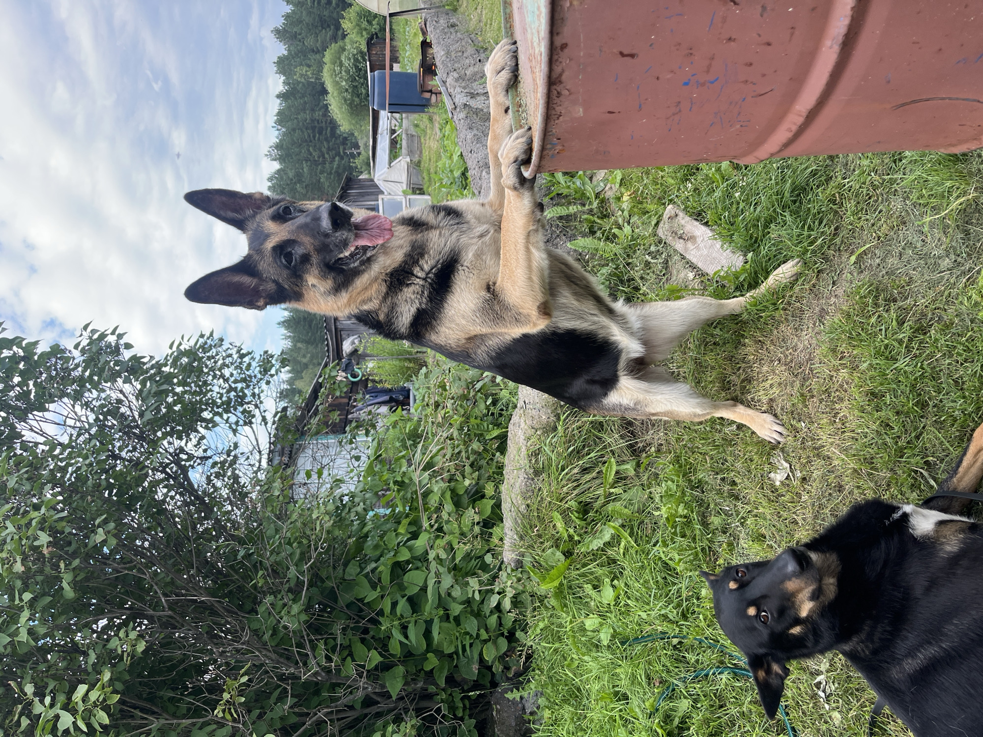 The image depicts an outdoor scene with two German Shepherd dogs. One dog is lying down on the grass in the foreground, facing the camera with its head tilted. The second, larger German Shepherd is standing on its hind legs, with its front paws resting on a large, rusted red barrel. This dog is looking off to the right with its tongue hanging out.
The background shows a rural or semi-rural setting, possibly a backyard or a dacha property, with a dense green bush on the left and some simple wooden structures and other barrels in the distance. The ground is covered in green grass. The sky is overcast with some blue patches visible. There is no indication of the city of Nizhny Tagil, Russia in the image.