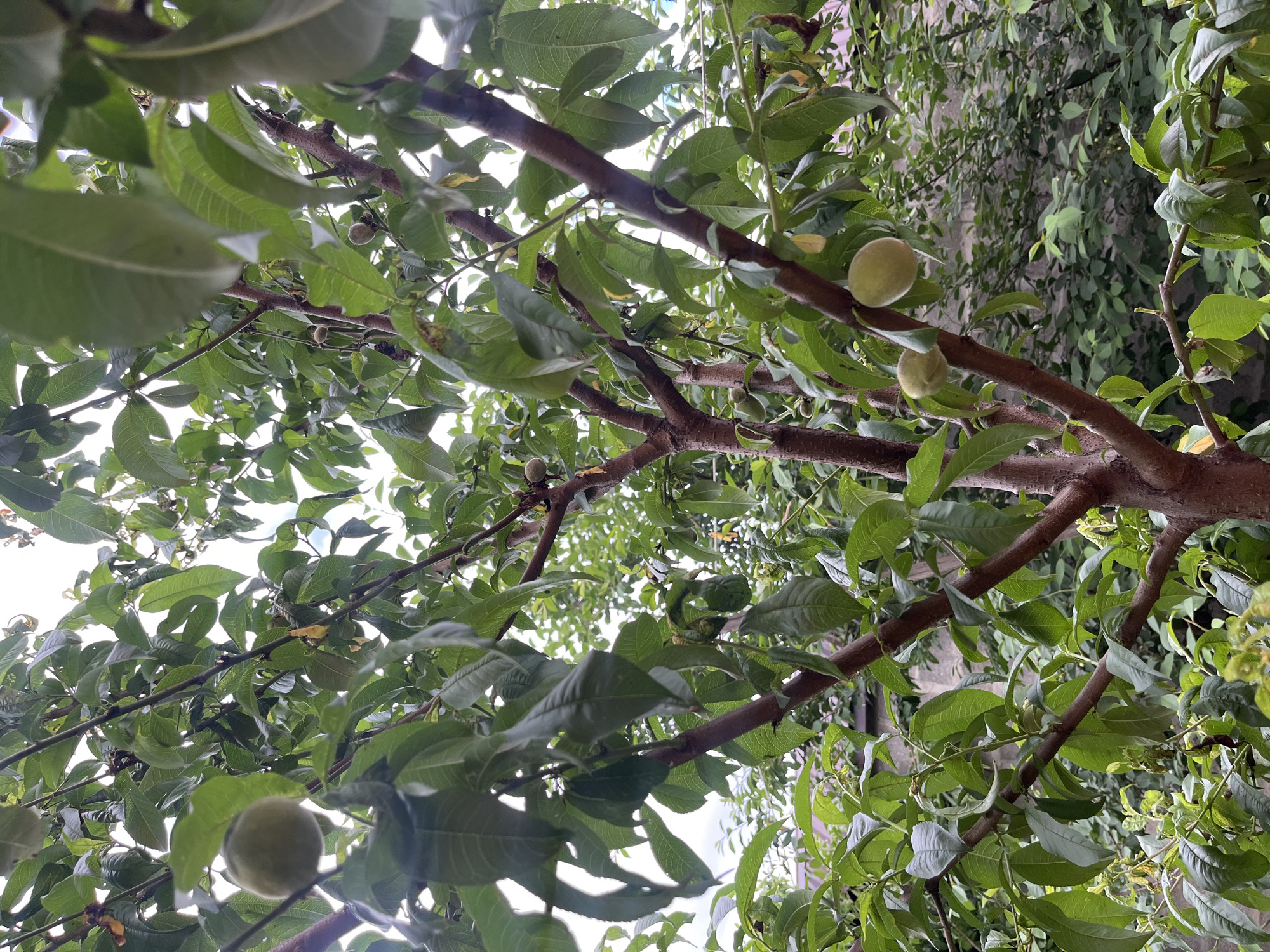 This photograph, taken from a low angle, features the dense foliage of a tree with developing fruits, presumably in an outdoor setting within the city of Kaspiysk, Russia. The tree branches, a dark reddish-brown, are interspersed with numerous green leaves, creating a canopy effect. Several pale green, immature fruits are visible, clinging to the branches. The overall impression is one of lush greenery and natural growth. The sky, likely overcast, is visible through gaps in the foliage. The surrounding vegetation suggests a natural or cultivated environment.