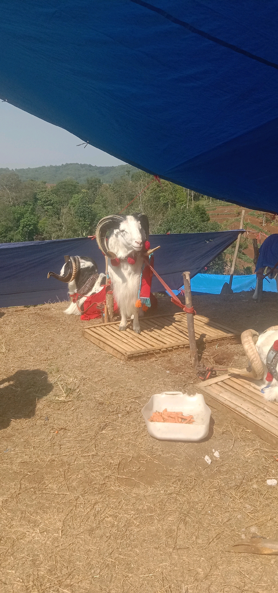In Kutawaringin, Indonesia, three goats are present in an outdoor setting. Two goats, adorned with festive red and blue garlands and fabric, are standing on wooden platforms. The goat in the foreground has large, curved horns and a white and black coat, with its head turned to the left. The second goat, to its left, also has large horns and a black and white patterned coat, adorned similarly. A third goat, partially visible on the right, has tan-colored horns and is wearing a blue covering. The ground is covered in dry grass and straw. In the foreground, a white plastic container holds chopped orange vegetables, likely carrots. The scene is partially shaded by a large blue tarp stretched overhead. In the background, lush green hills and trees are visible under a clear sky.