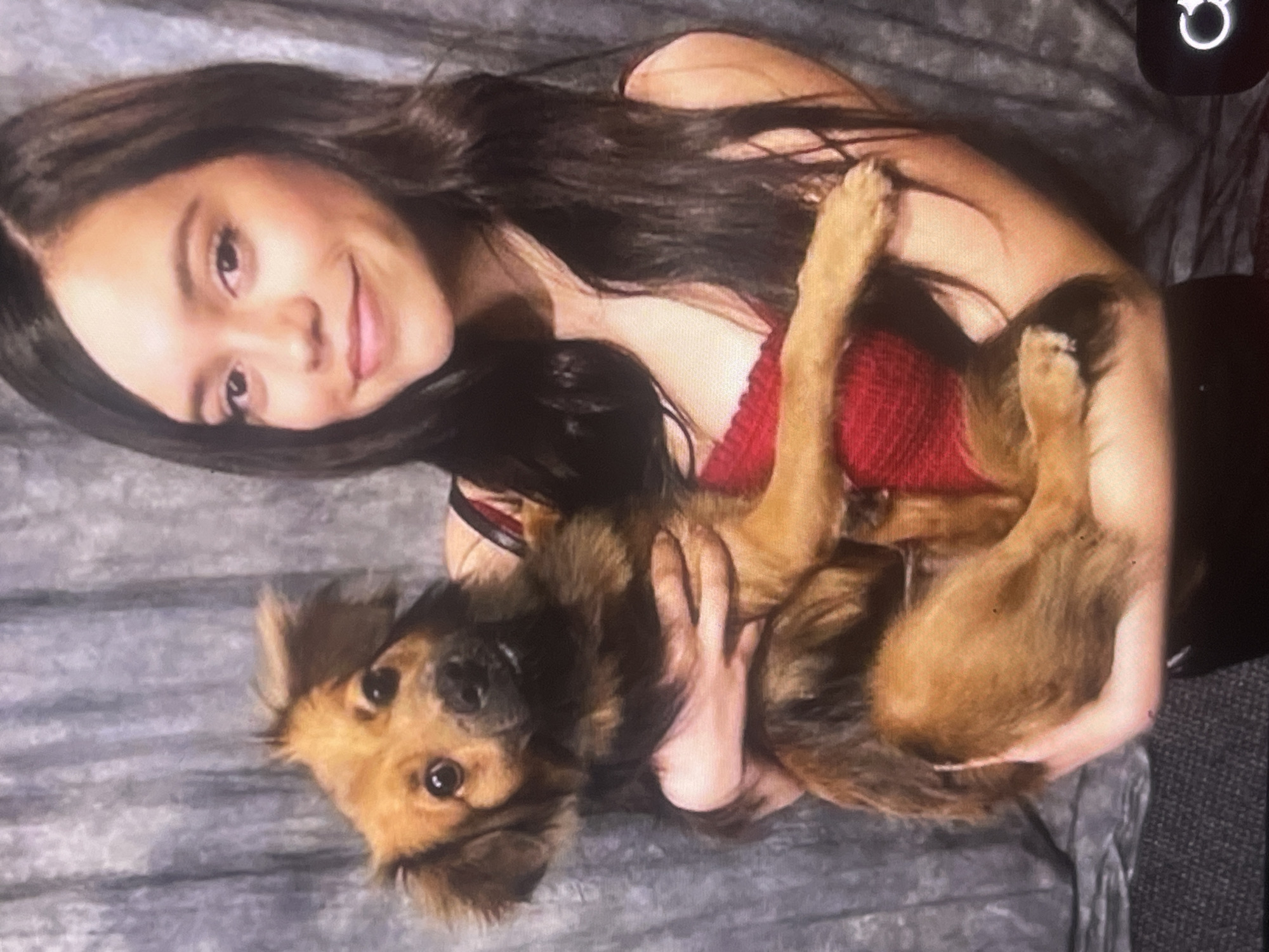 A young woman lovingly holds a small dog in what appears to be an indoor setting, possibly on a sofa or bed covered with a textured grey blanket. The image is oriented vertically, but depicts the subjects horizontally.
The woman, with long, dark brown hair parted on the side, is looking towards the viewer with a gentle, affectionate smile. She is wearing a red top, possibly a ribbed knit, and her bare shoulders are visible. She holds the dog close to her chest with both hands.
The dog is a small breed, likely a mix, with medium-length shaggy fur that is a mix of tan, brown, and black. It has dark, expressive eyes and pointy ears, looking directly at the camera with a calm and curious expression. The dog's fur has lighter tan markings around its muzzle and paws, contrasting with darker fur on its back and head. Its paws are resting on the woman's arms and chest.
The background consists of a soft, textured grey fabric, likely a blanket or upholstery, extending behind the subjects. To the right, a darker, possibly black, area suggests another part of the furniture or background. The lighting is soft and even, highlighting the subjects and creating a warm, intimate atmosphere.
In the upper right corner of the original image, a white digital icon resembling a refresh or rotate symbol is partially visible, suggesting the image might be a screenshot or photo displayed on a digital interface. The overall mood conveyed is one of deep affection and companionship. The location context provided is Poltava, Ukraine.