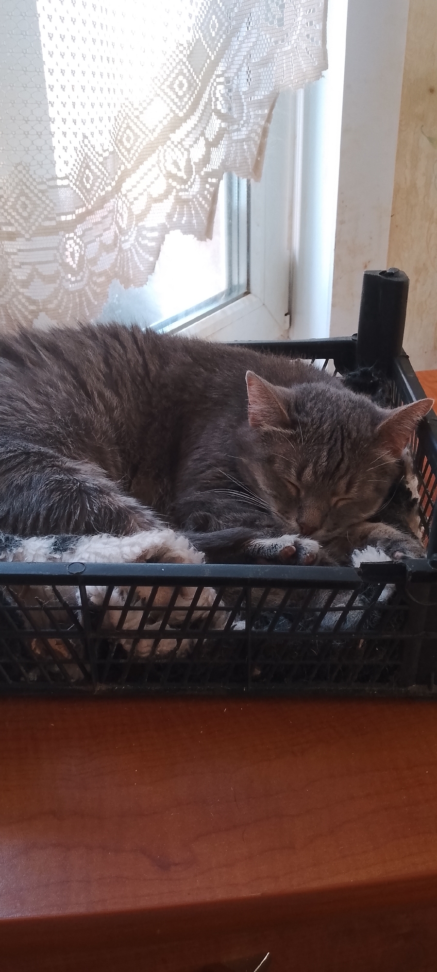 A grey tabby cat is sleeping curled up in a black plastic crate on a wooden surface. The crate appears to be on a table. Behind the cat and crate, a window is visible with a white lace curtain hanging across the top half. The overall scene is indoors, likely in a domestic setting.