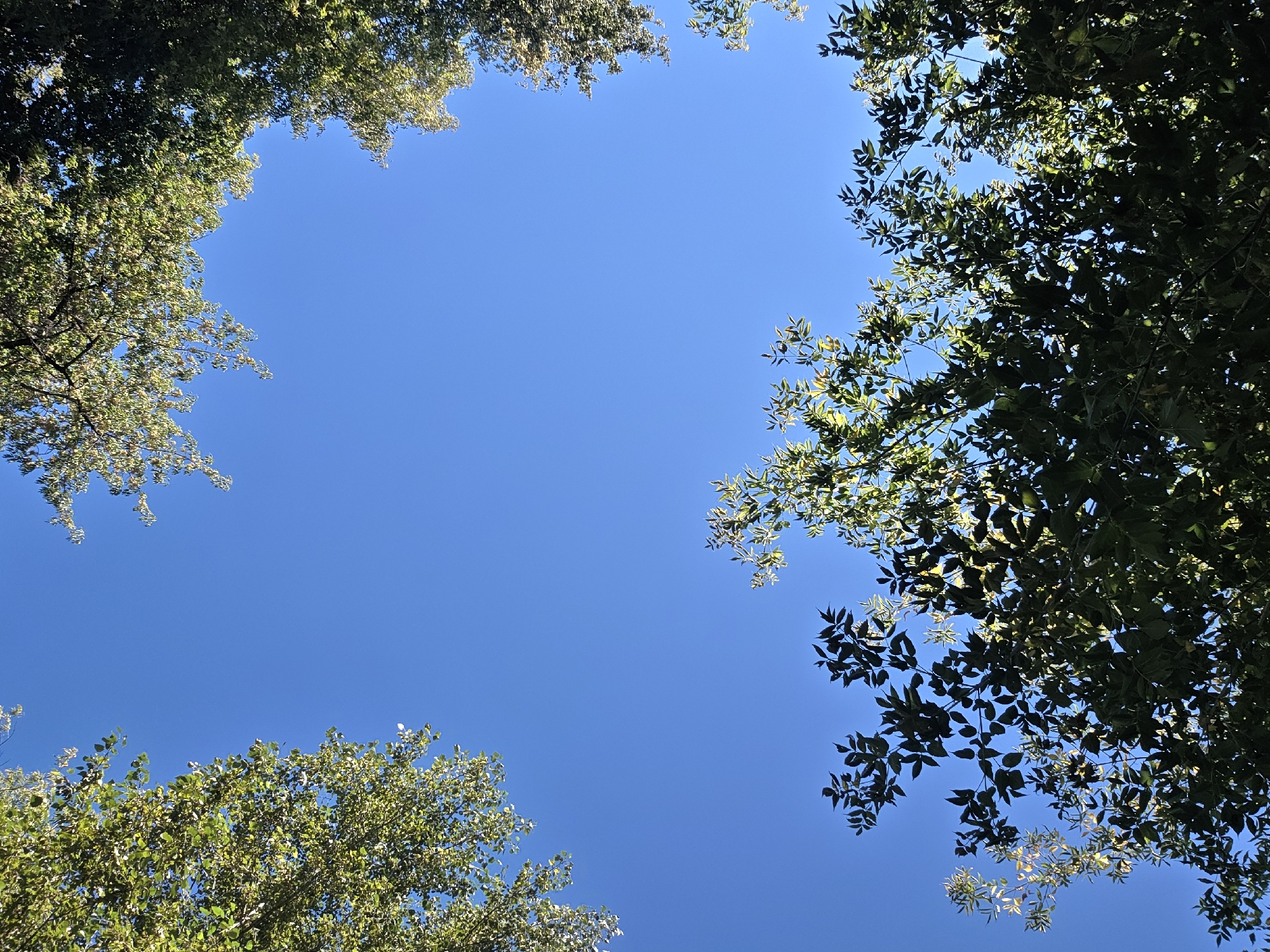 This is a photograph of a clear blue sky as viewed from beneath trees. The foliage of several trees frames the edges of the image, with the leaves appearing green and lit by sunlight. There are no people or man-made objects visible in the scene, nor any indication of the specific location.