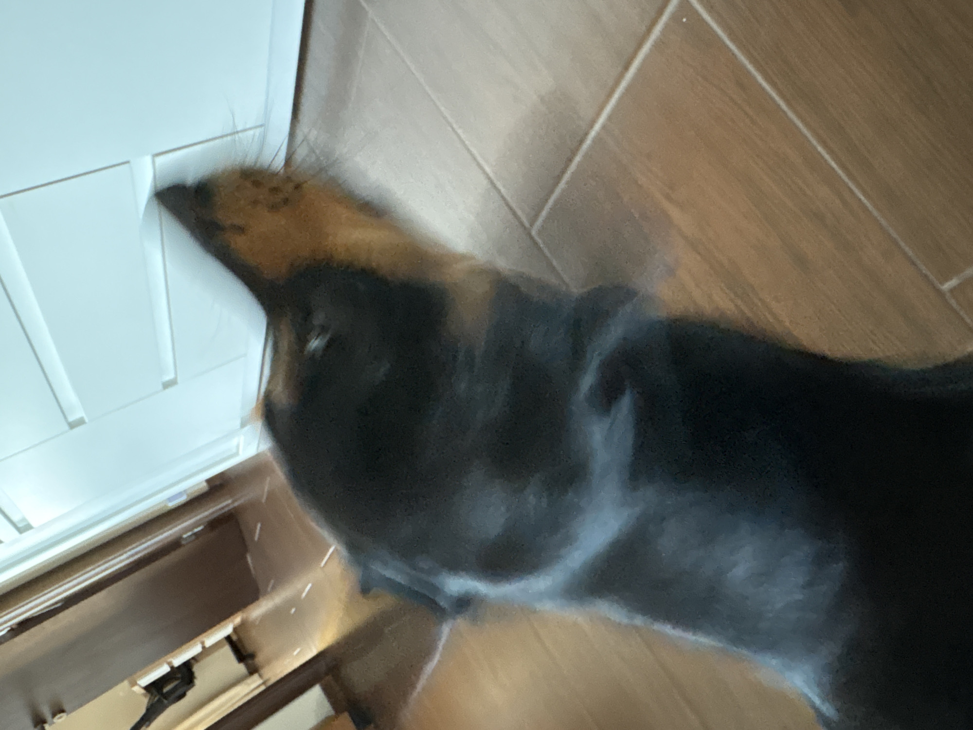 The image shows a blurred view of a black and tan dog's head and back, appearing to be looking towards a white cabinet or wall. The dog's fur is dark, with patches of tan on its face. The background consists of a wooden floor with visible planks and grout lines, and a glimpse of a hallway with a brown door on the left. The scene appears to be indoors, in a residential setting, possibly a home or apartment. There is no discernible information about the city of Varna, Bulgaria, or any specific location within it.