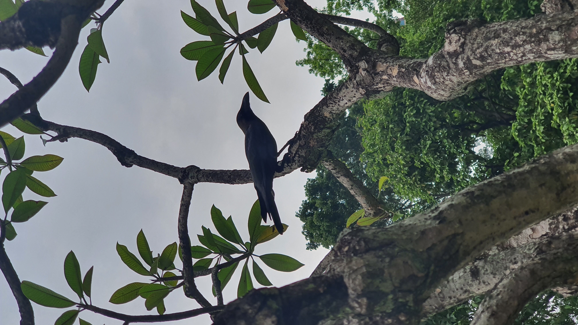 A black bird, possibly a crow, is perched on a branch of a tree. The tree has rough, textured bark and is partially covered in moss. Green leaves are visible on some branches, and other trees with dense green foliage are in the background. The sky is overcast and grey. The image appears to have been taken outdoors, likely in a park or garden setting within Kuala Lumpur, Malaysia.