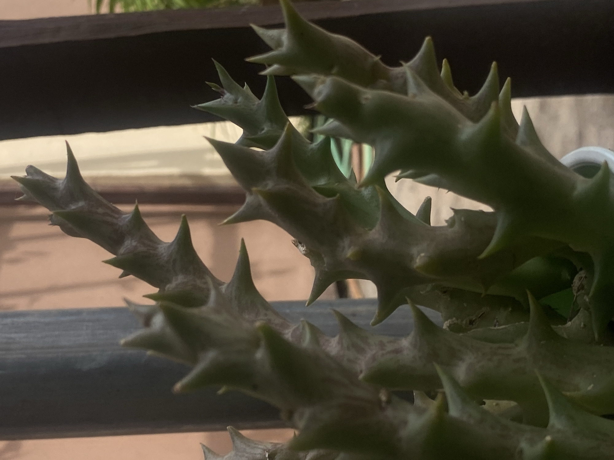 The image shows a close-up view of a succulent plant with spiky protrusions. The plant is green, with some parts appearing slightly brown. The background is blurred, but suggests an outdoor setting, possibly a balcony or window. Given the context of Barden Yana, Nigeria, the plant could be a common succulent found in gardens or homes in that region. There are no people visible. The focus is solely on the plant and its immediate surroundings.