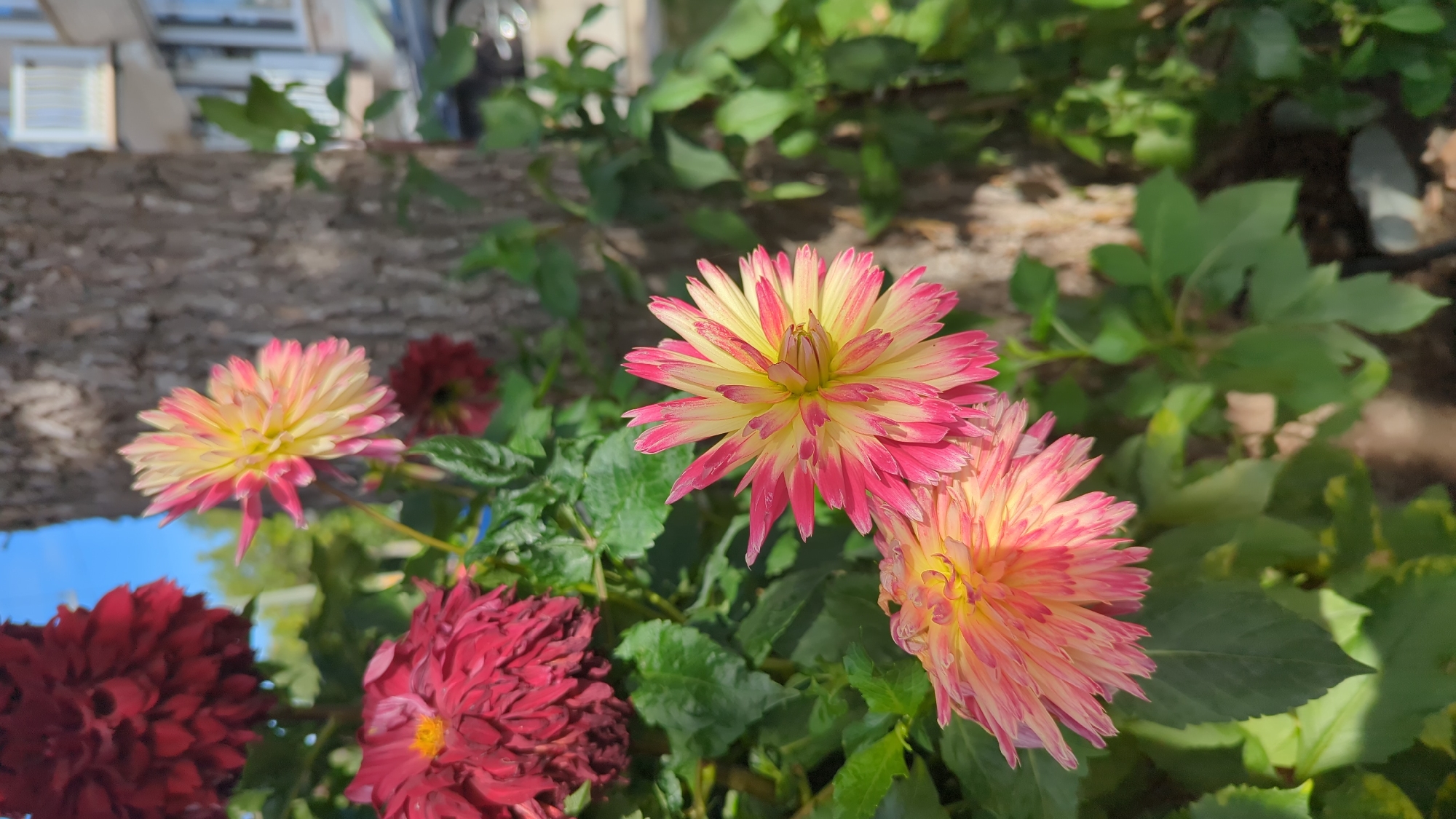 In Montreal, Canada, this image captures a close-up view of several dahlia flowers in bloom, with a tree trunk and building in the background. The dahlias in the foreground are vibrant, showcasing a mix of pink and yellow petals that radiate outwards. Behind them, a deep red dahlia is partially visible. The leaves of the plants are a rich green, providing a lush backdrop. The tree trunk is textured and appears to be old. In the distance, a building with windows and balconies suggests an urban setting, and a car is faintly visible on a street. The sky above is a clear blue.