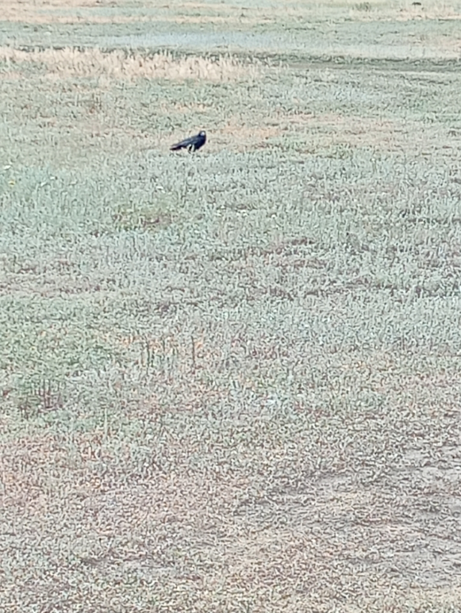 A black bird stands on a dry, grassy field. The bird is facing left and appears to be looking down. The field is mostly dry grass with some scattered green patches and small white flowers. The background is out of focus, but appears to be more of the same grassy terrain. The image is taken from a distance, and the bird is the only prominent subject. The lighting is neutral, suggesting it is daytime. There are no other people or animals visible in the frame. The location is described as Unknown, Unknown.