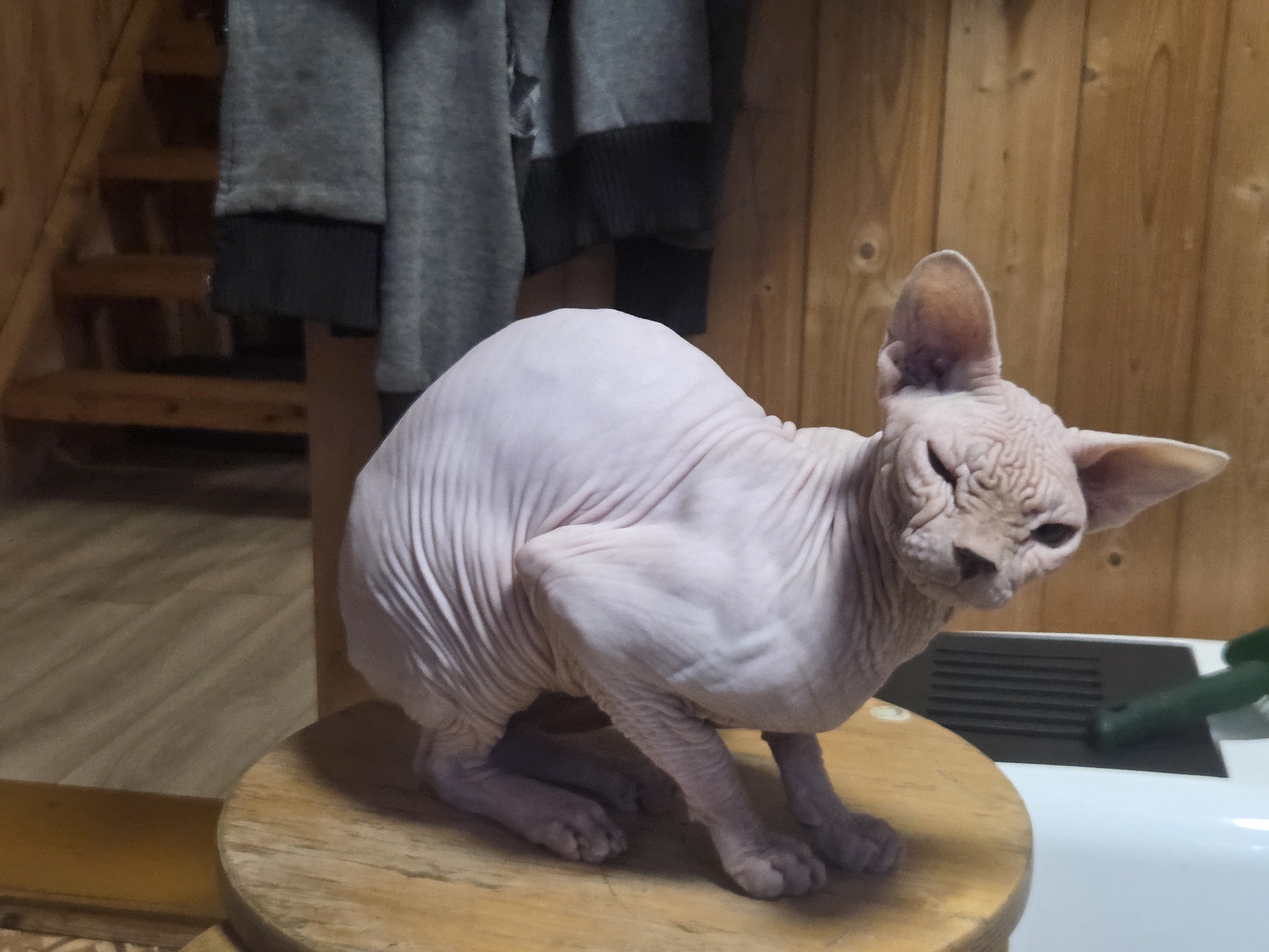 A hairless cat is perched on a round wooden stool. The cat has wrinkled skin, large ears, and a lean body. It is positioned in a crouched stance, facing to the right of the frame. The background consists of wooden walls and a section of a staircase. A gray garment hangs on the wall behind the cat, and in the lower right corner, a white surface with a dark vent and a green object are visible. The scene appears to be indoors, likely in a residential setting. The location is specified as Восход Снт (фролово), Russia.