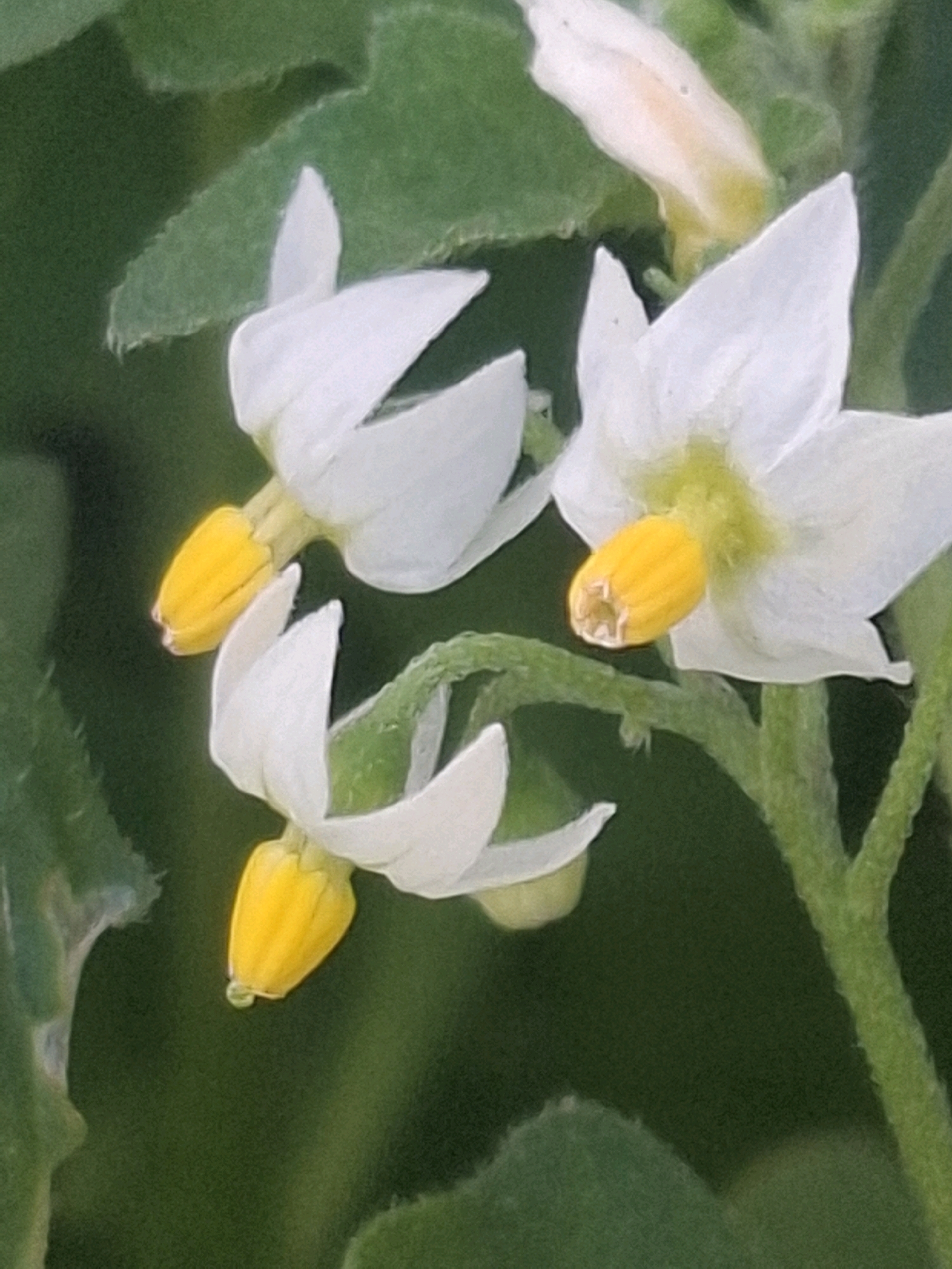 A close-up shot shows several white flowers with bright yellow centers, likely from a plant in the Solanum genus, such as a potato or tomato plant. The flowers have five petals that curve outwards, and their stamens are a vibrant yellow. The background is a blur of dark green foliage and a hint of a lighter green leaf. The image is a photograph taken in Almaty, Kazakhstan, likely in a garden or natural setting.