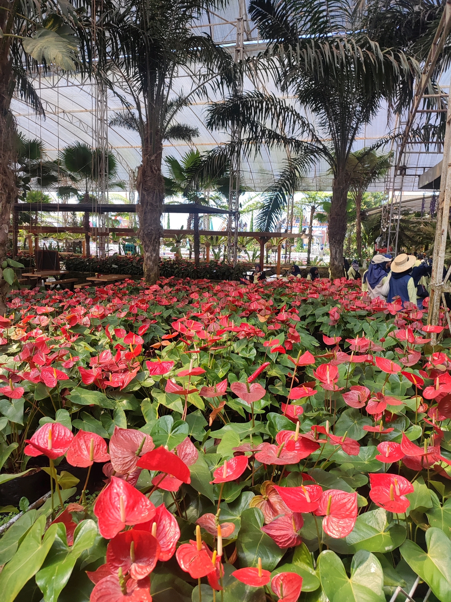 This image captures a vibrant greenhouse filled with numerous red anthurium flowers. The flowers, with their distinctive heart-shaped spathes and prominent spadices, dominate the foreground. They are densely planted, creating a lush carpet of red and green. In the background, tall palm trees rise towards the translucent roof of the greenhouse, which is supported by a metallic structure. Sunlight filters through the roof, illuminating the scene.
Several people are visible in the middle ground and background, appearing to be visitors or staff. Some are walking or standing, observing the plants. One group of people on the right side wears hats, suggesting a sunny environment. Tables and chairs are set up in sections of the greenhouse, implying a seating or resting area. The overall impression is that of a botanical garden or a large plant nursery. While the prompt mentions Candi, Indonesia, there are no specific visual cues within the image that definitively pinpoint this location. However, the presence of tropical plants like anthuriums and palm trees, along with the greenhouse structure, is consistent with a location in a tropical or subtropical region.