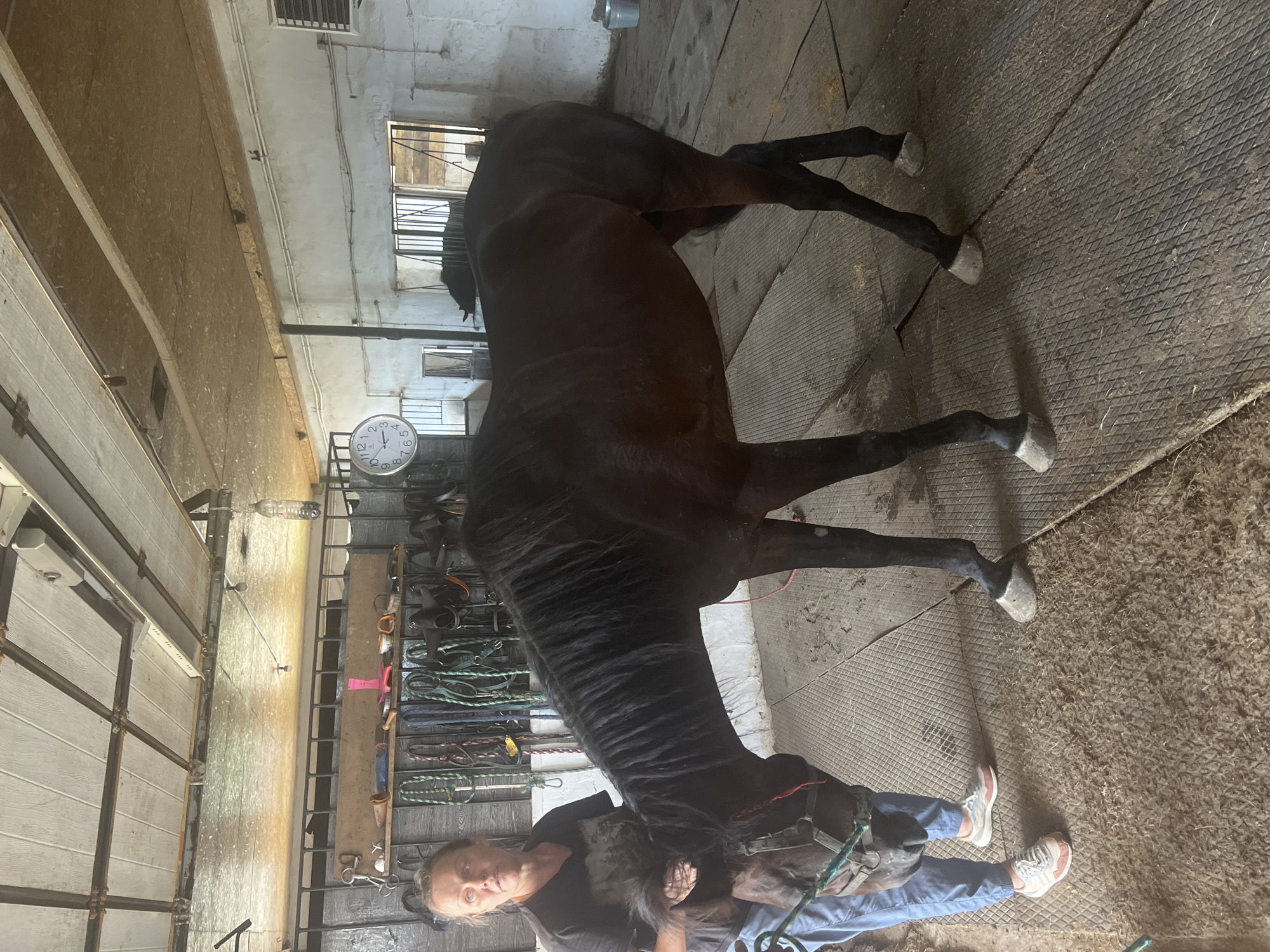 A woman is standing in a stable next to a dark brown horse. She is wearing a dark t-shirt and blue pants. The horse has a bridle on and its head is lowered. The stable has a wooden ceiling and walls, and the floor is made of metal mats. There are shelves with horse tack on the wall behind the woman. A clock is visible on the wall in the background. The scene appears to be in the city of Sorochinsk, Russia.