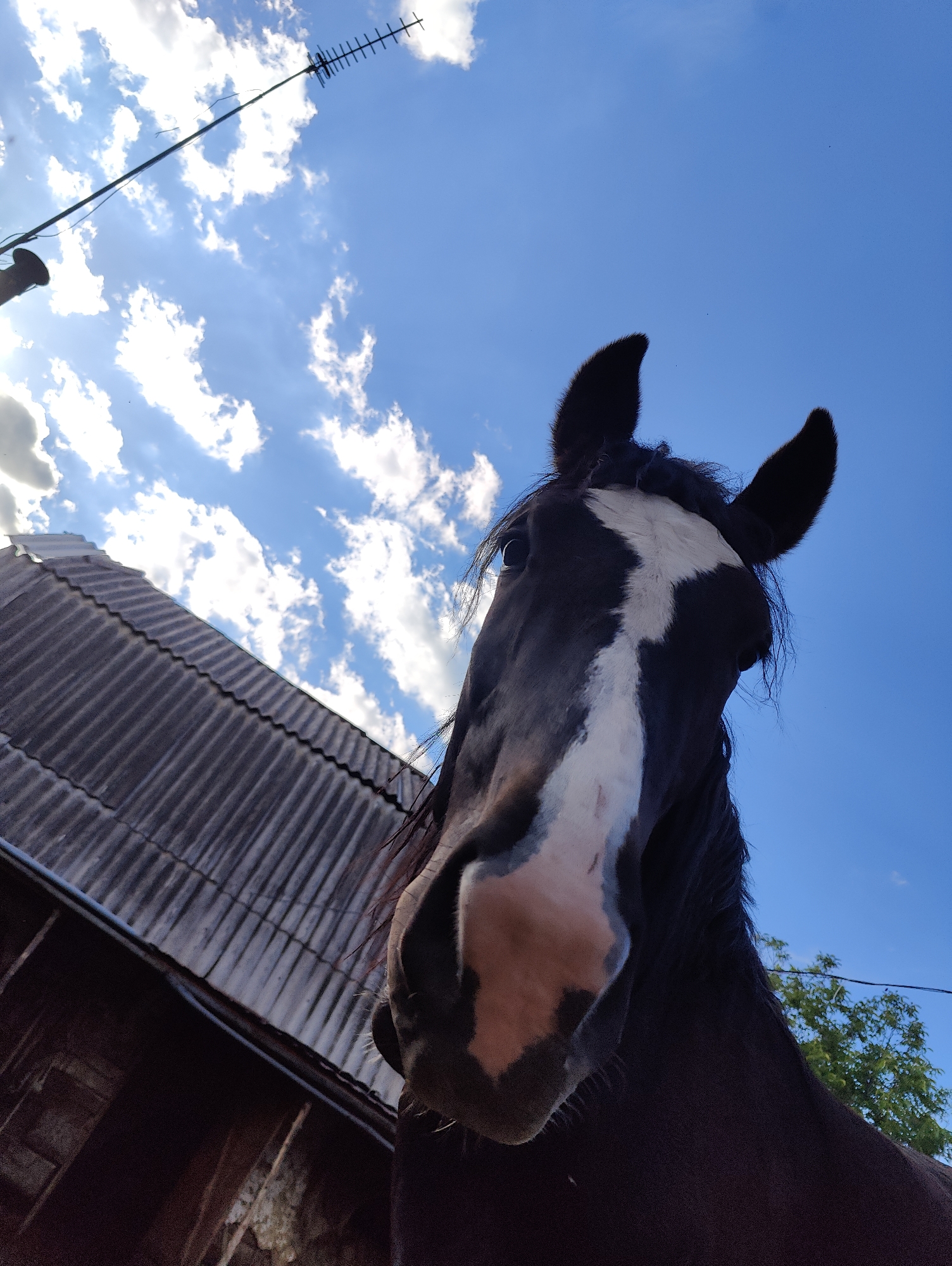 A low-angle, outdoor, close-up shot captures the head of a dark brown horse with a white blaze on its face. The horse is positioned in the foreground, looking directly at the camera. Behind the horse, a corrugated metal roof of a building is visible on the left, and a bright blue sky with scattered white clouds fills the background. A television antenna extends upwards from the left side of the frame against the sky. The image was taken in the city of Yarmolyntsi, Ukraine, on a sunny day.
