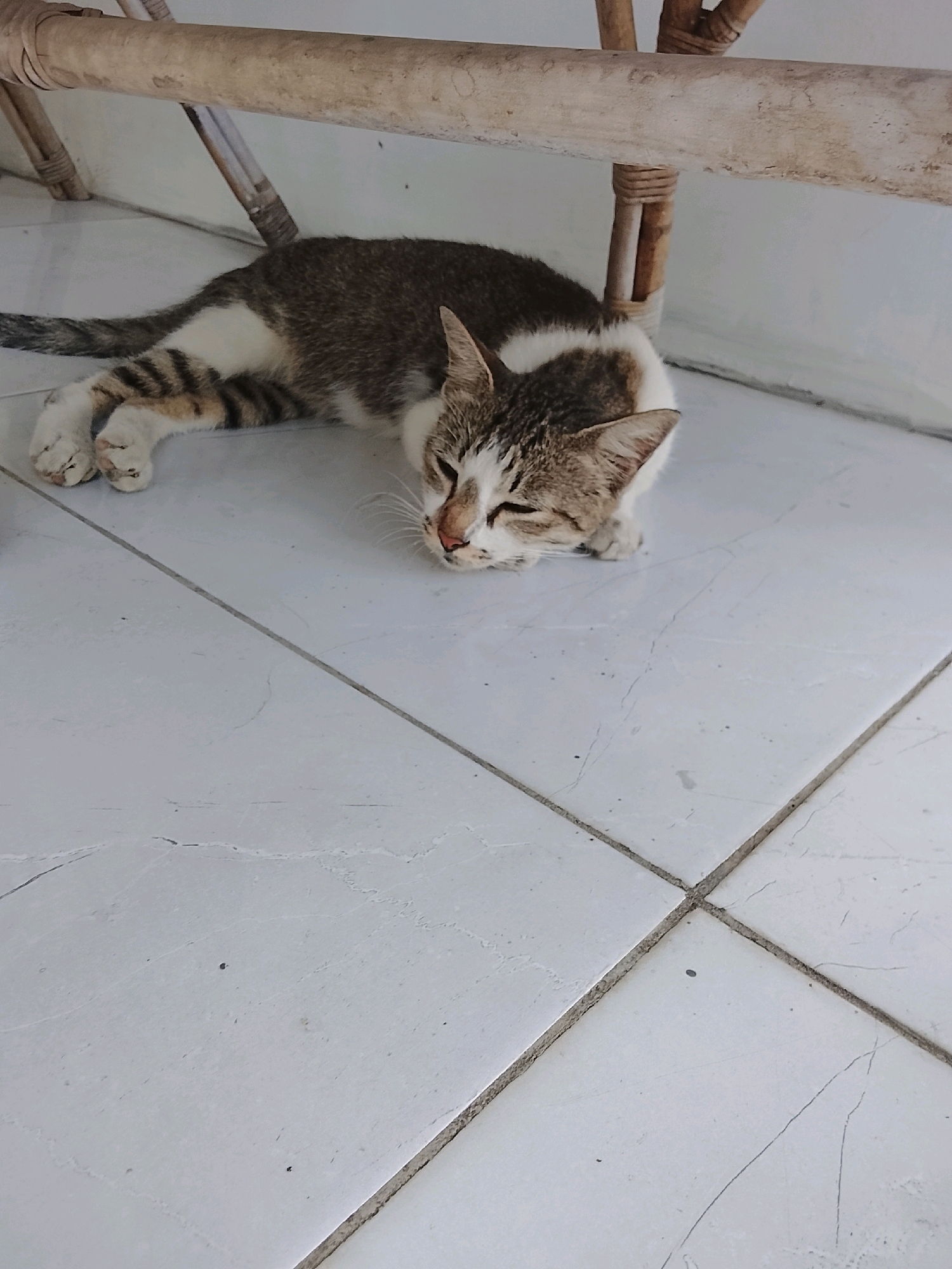 A tabby and white cat is lying on a tiled floor, partially under a light-colored bamboo structure. The cat is resting on its side with its eyes partially closed. Its paws are visible, and its tail is extended to the left. The tiled floor is light-colored and appears to be outdoors or in an open-air setting, consistent with a patio or veranda. The bamboo structure above the cat consists of horizontal poles supported by vertical elements. The overall impression is a peaceful domestic scene, possibly in a residential area. This scene could be located in Slawi, Indonesia, a regency capital known for its warm climate and outdoor living spaces.