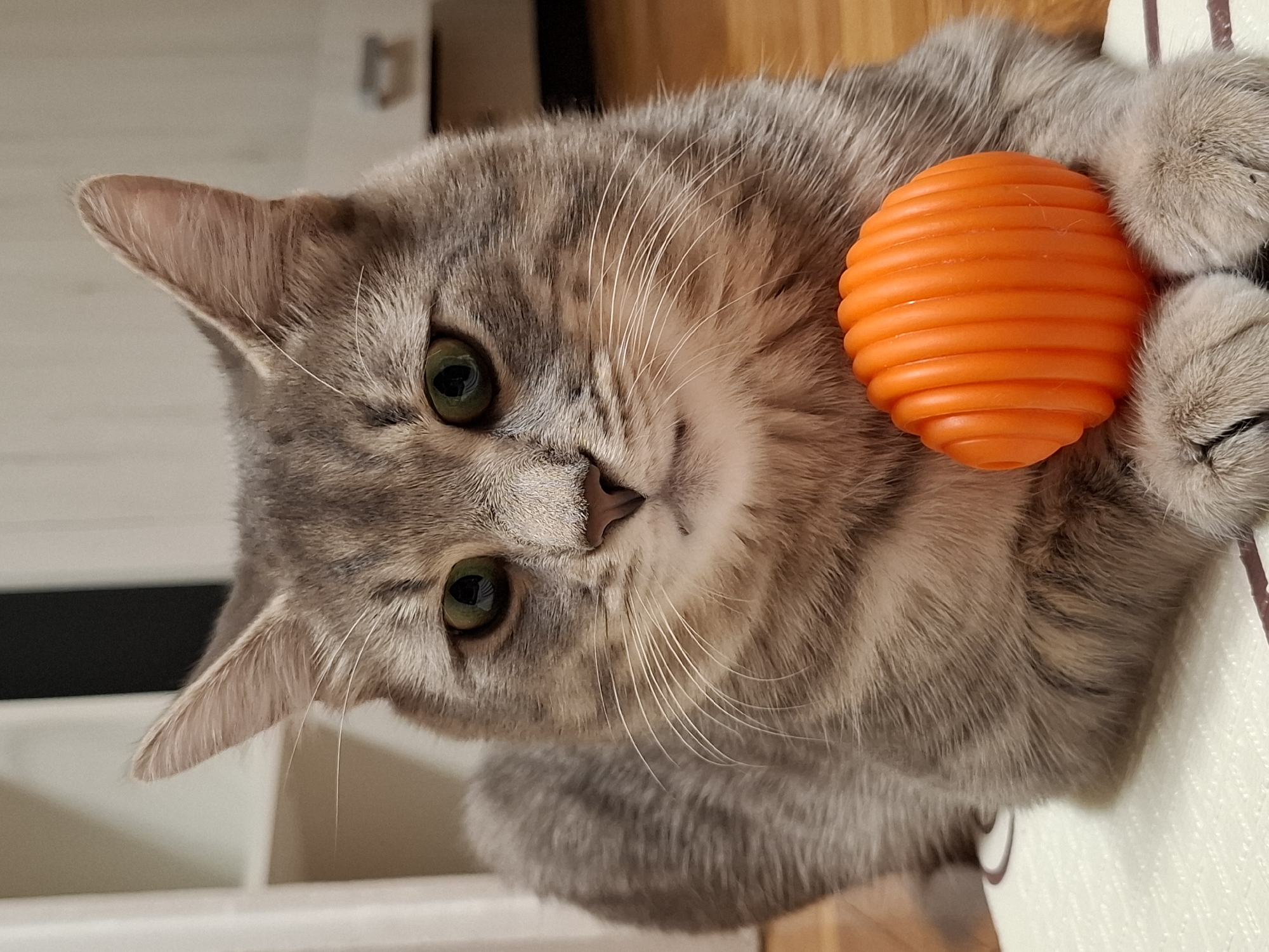 A grey tabby cat is captured in a close-up, head-and-paws shot, positioned on its side and looking directly towards the viewer. The cat has striking green eyes, a small pink nose, and prominent white whiskers. Its fur exhibits a classic tabby pattern with shades of grey, silver, and hints of brown. In its right front paw, the cat holds a vibrant, spherical orange toy with a ridged, textured surface. The background is softly blurred, showing light-colored surfaces on one side and a darker, possibly wooden, surface on the other, indicating an indoor setting. The cat appears alert and engaged. There is no visible text in the image.
