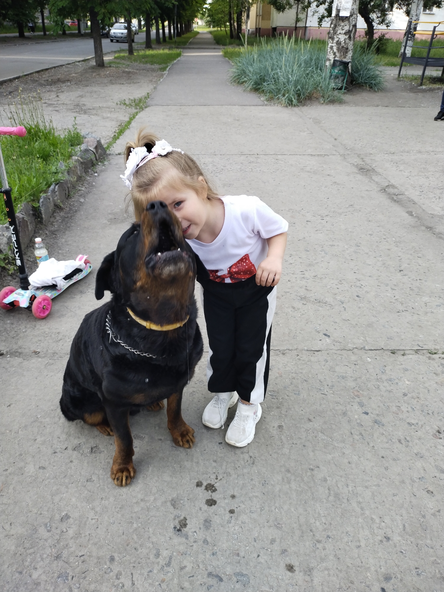 This daytime photograph, taken in Horishni Plavni, Ukraine, captures a heartwarming interaction between a young child and a large dog on a paved outdoor path. The main subjects are a young girl with blonde hair, wearing a white t-shirt with a red sequined bow, black and white track pants, and white sneakers, and a black and tan Rottweiler dog.
The girl is leaning towards the seated dog, her face close to its head, exhibiting a joyful expression. The dog is looking upwards with its mouth open, possibly mid-bark, yawn, or playful expression, with a noticeable trace of drool from its mouth. A yellow collar is visible around the dog's neck, with a metal chain attached.
To the left of the subjects, a pink and white children's scooter is parked on the path, featuring the brand name "SKYPER" on its vertical stem. A clear plastic water bottle and a white piece of fabric rest on the scooter's footboard. The immediate ground is a grey concrete path, showing some wear and tear.
In the background, a tree-lined street with a light-colored car is visible on the left, flanked by grassy areas and what appear to be multi-story residential buildings further back. On the right, a patch of tall green grass surrounds a birch tree, to which some white papers are affixed. Part of a dark metal bench is also visible. The lighting suggests a mild, possibly overcast day, as there are no strong shadows. The scene conveys a sense of innocent joy and affection between the child and her canine companion.